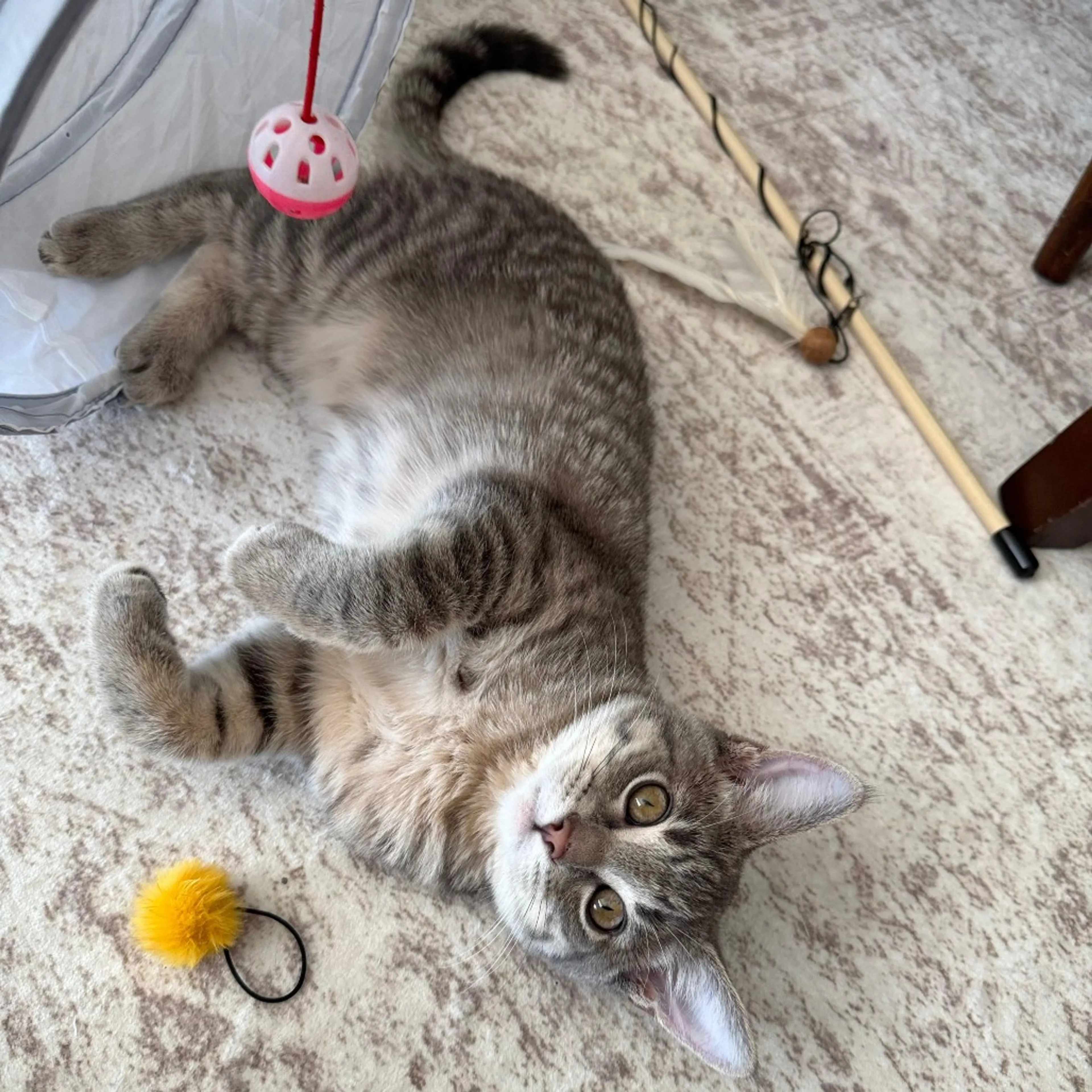 Found pet-11