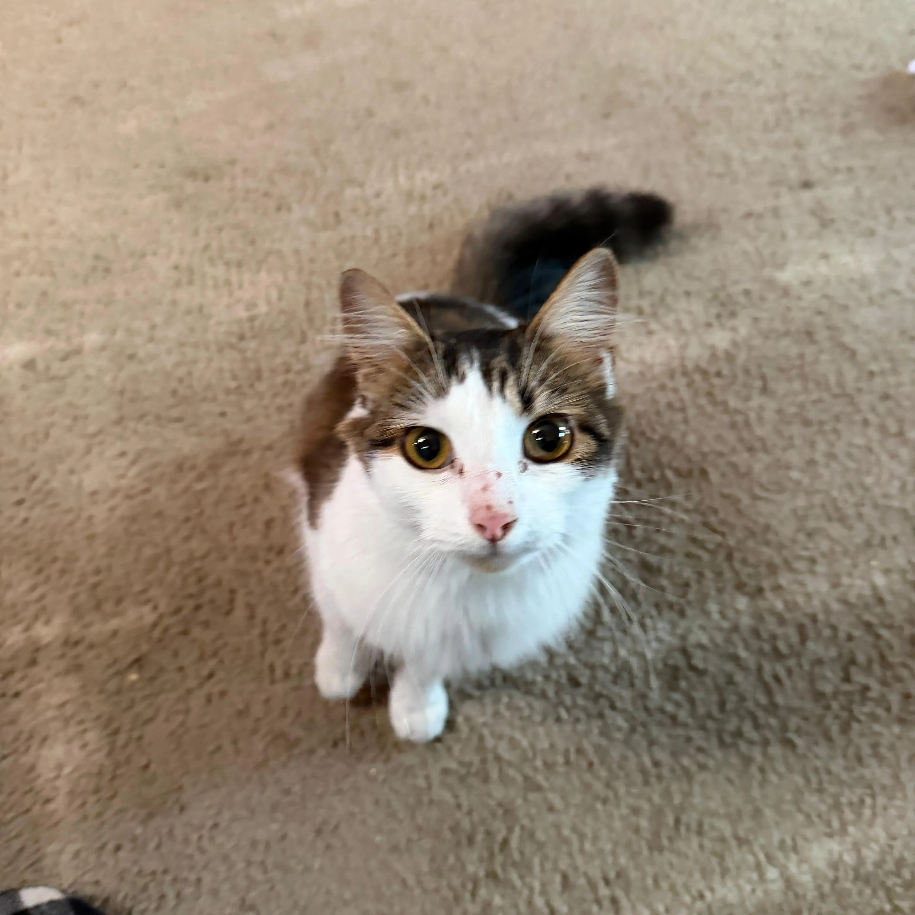 Found pet-1