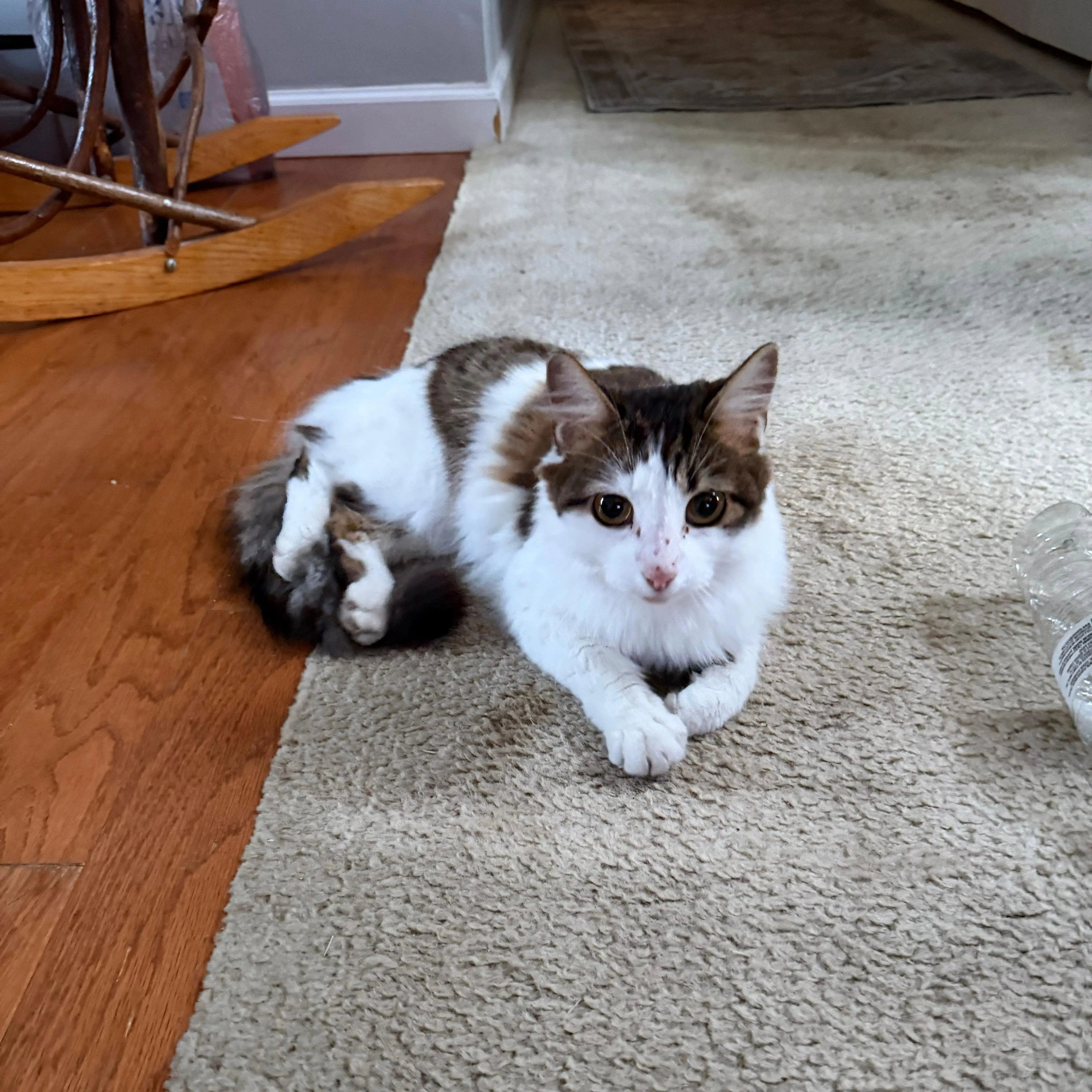 Found pet-0