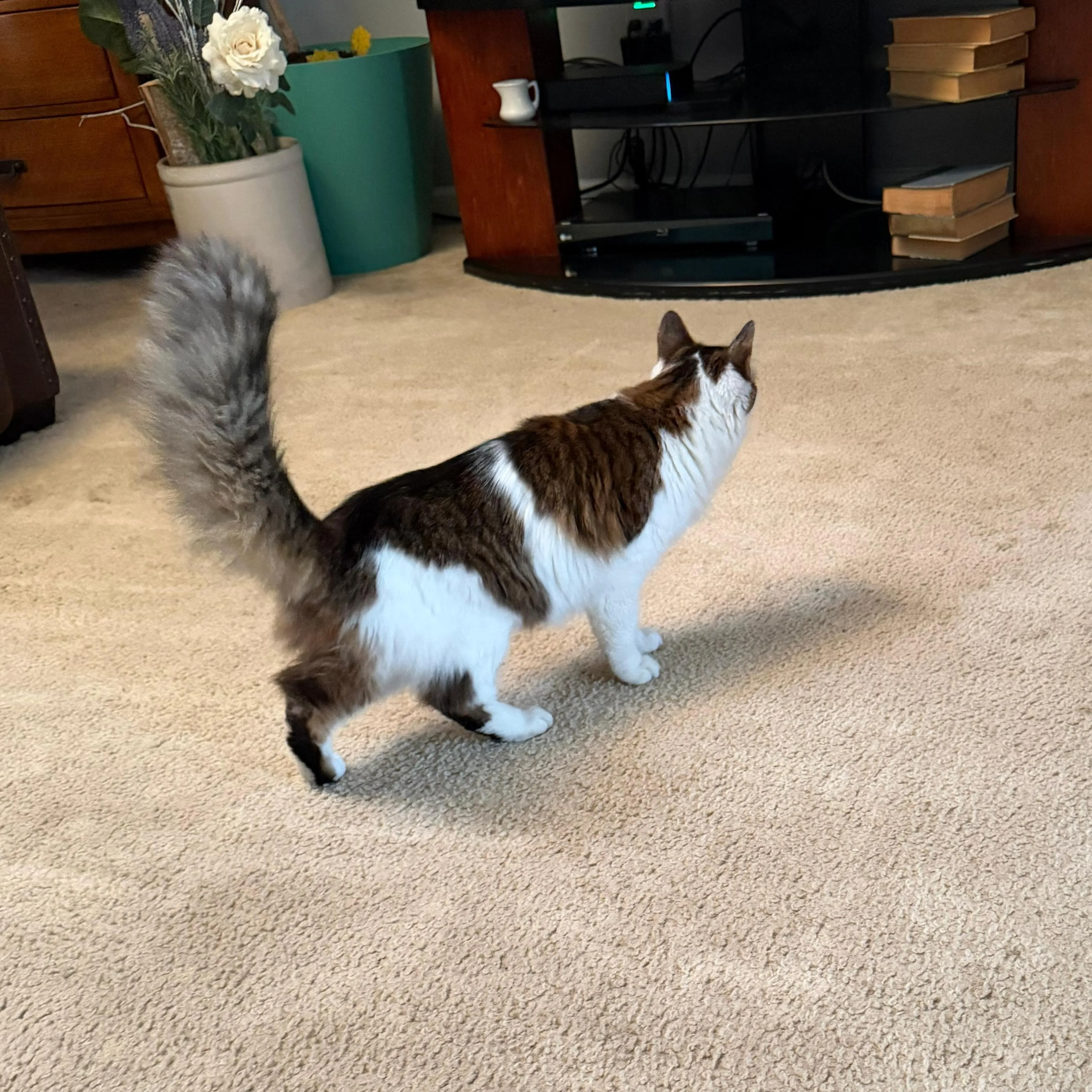 Found pet-2