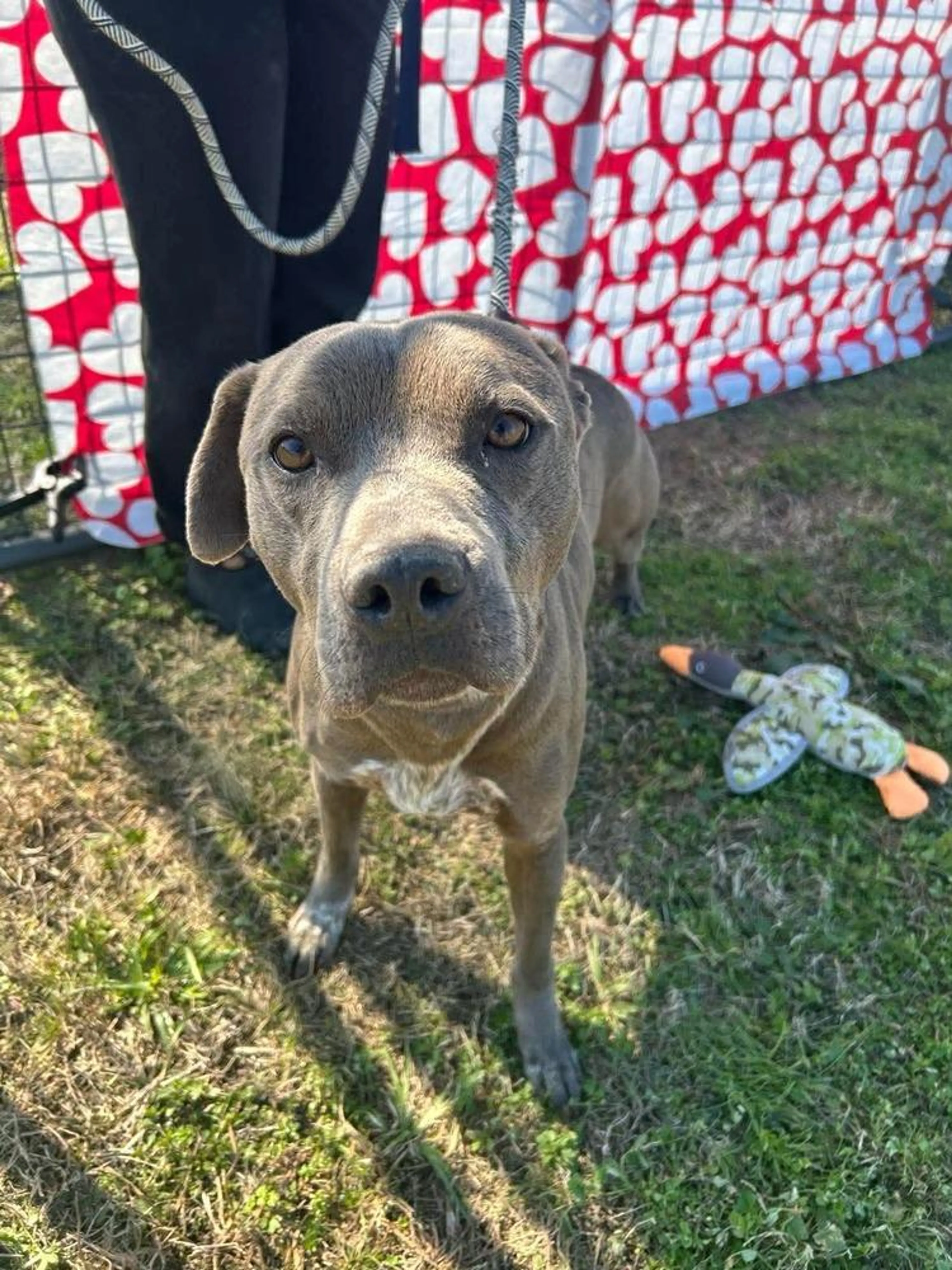 Found pet-1