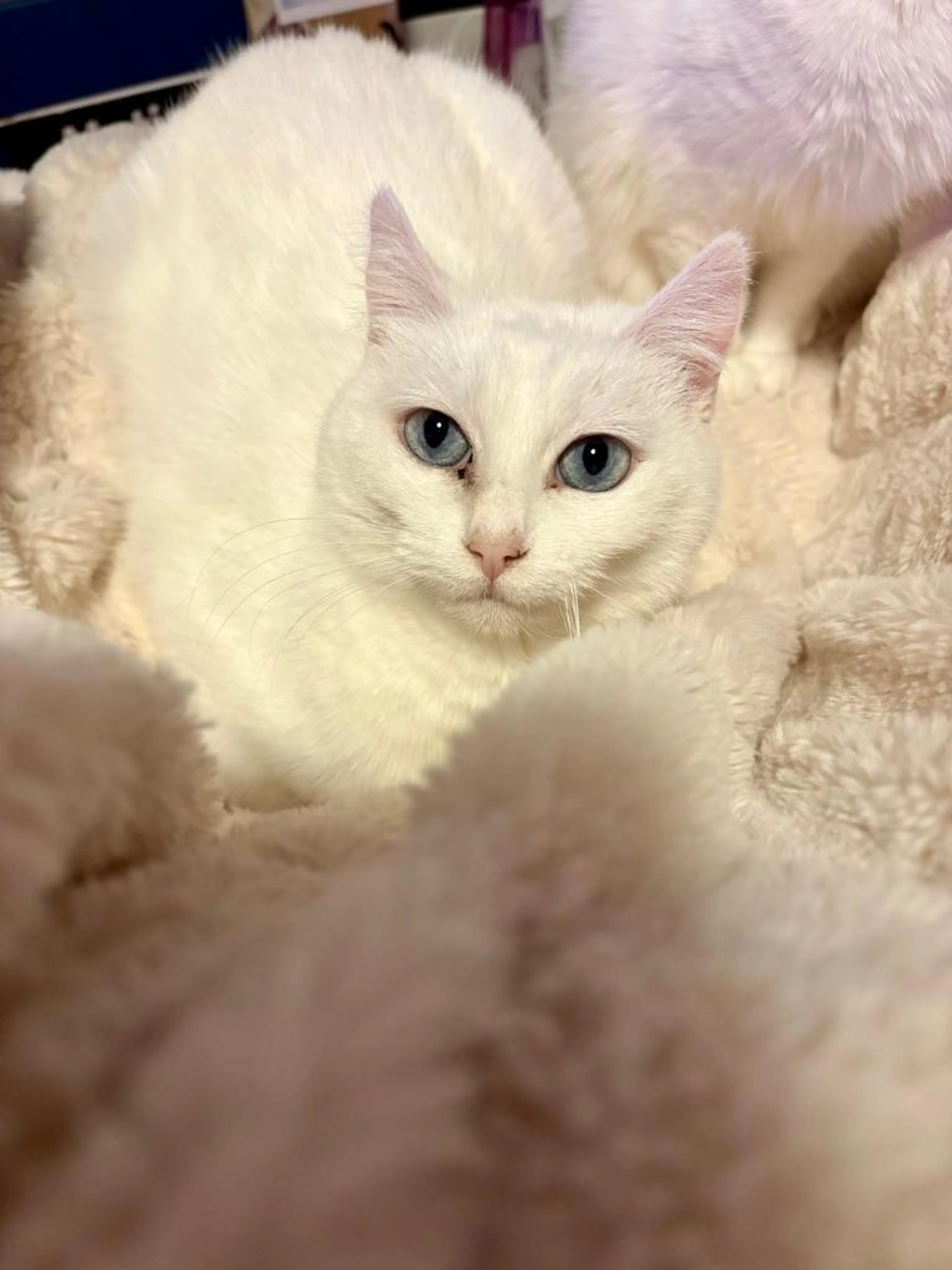 Found pet-3
