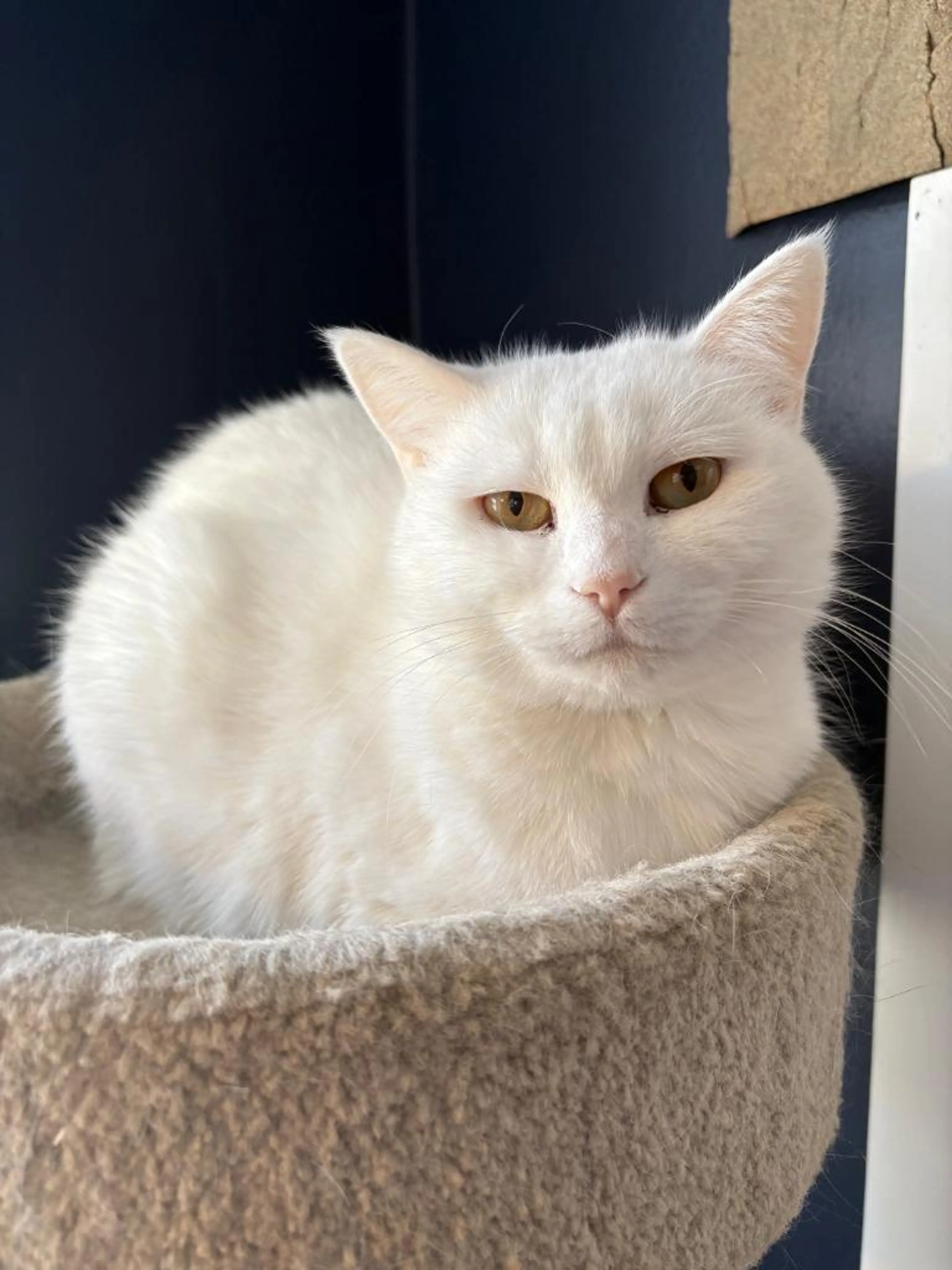 Found pet-1