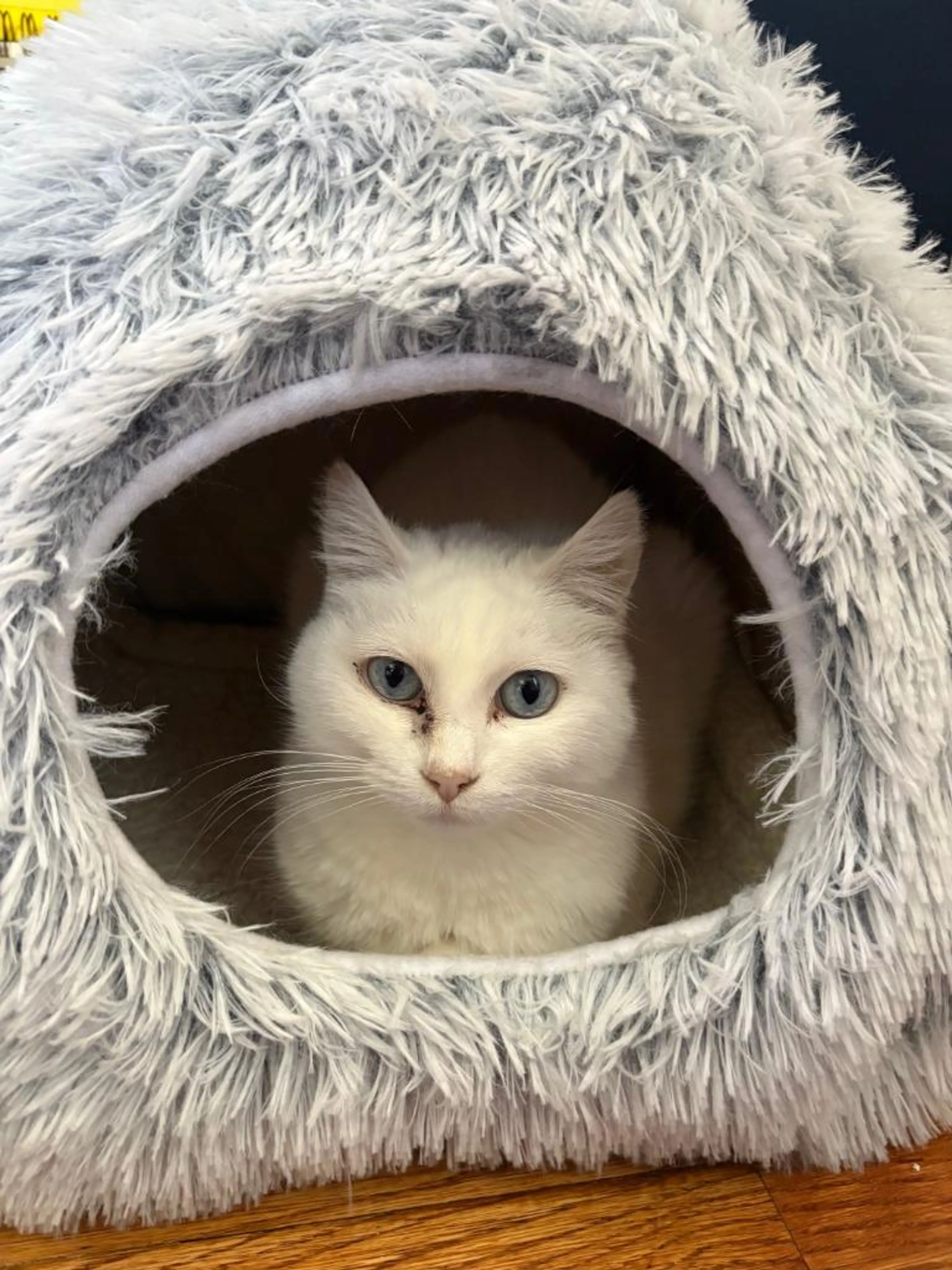 Found pet-5