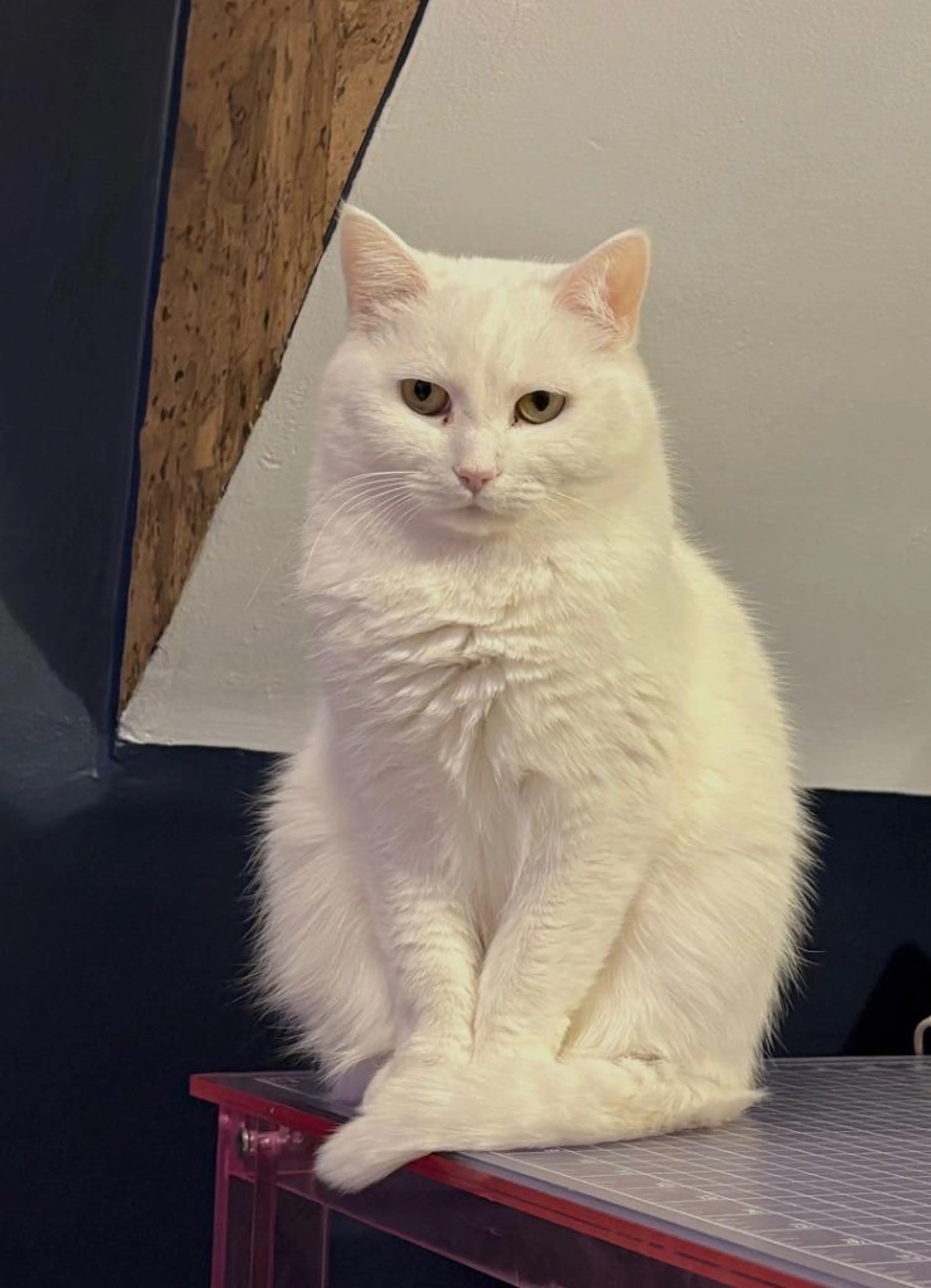 Found pet-2