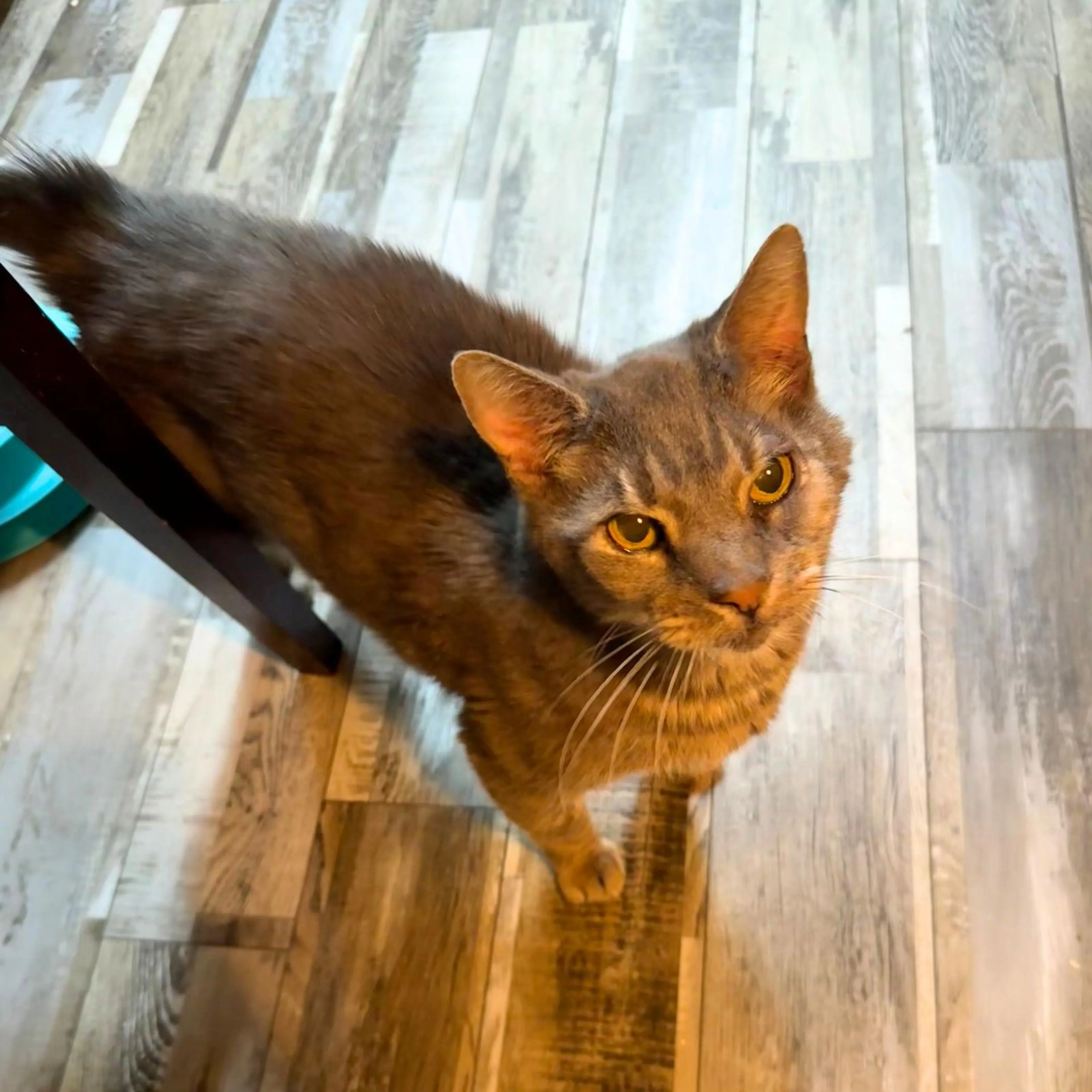 Found pet-1
