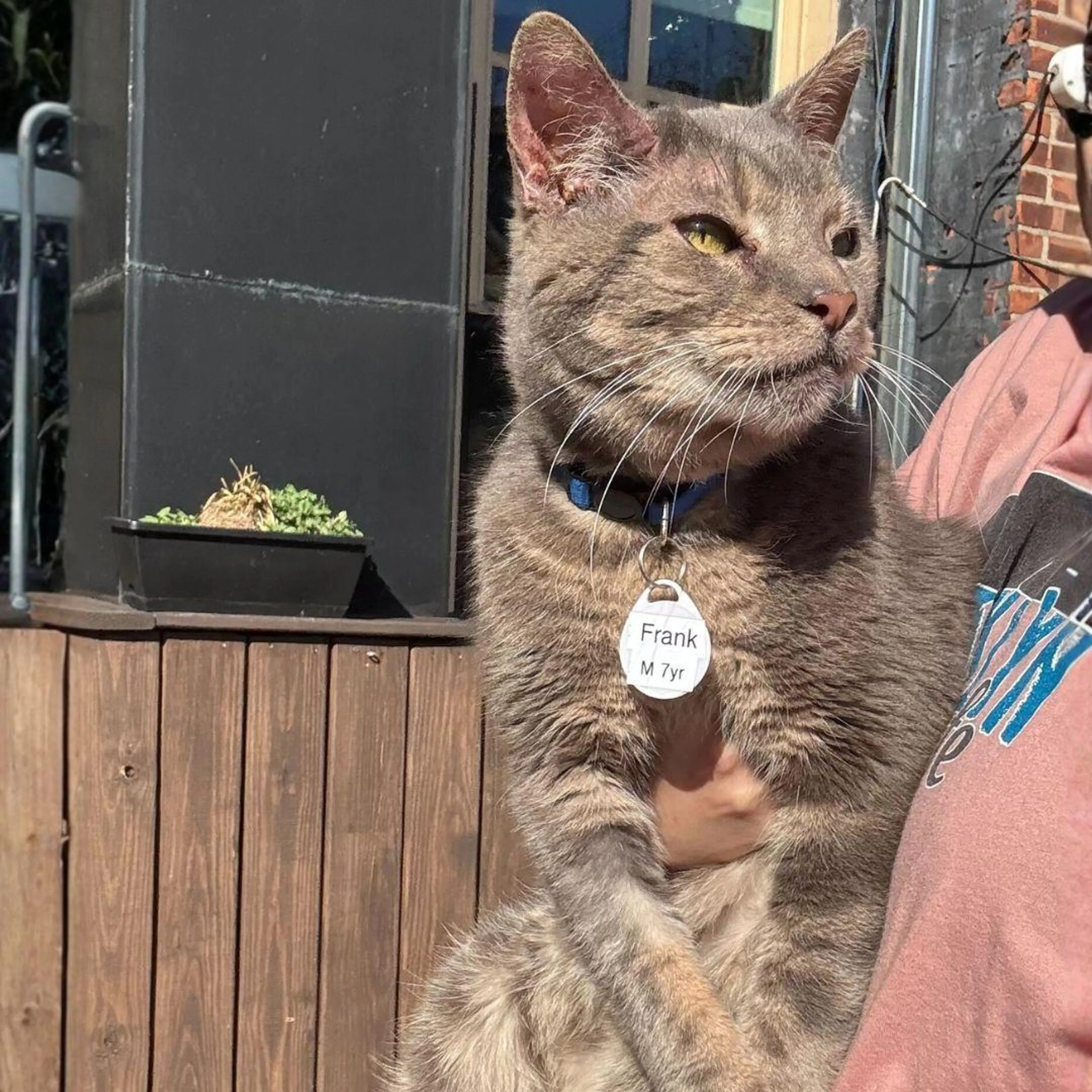 Found pet-0