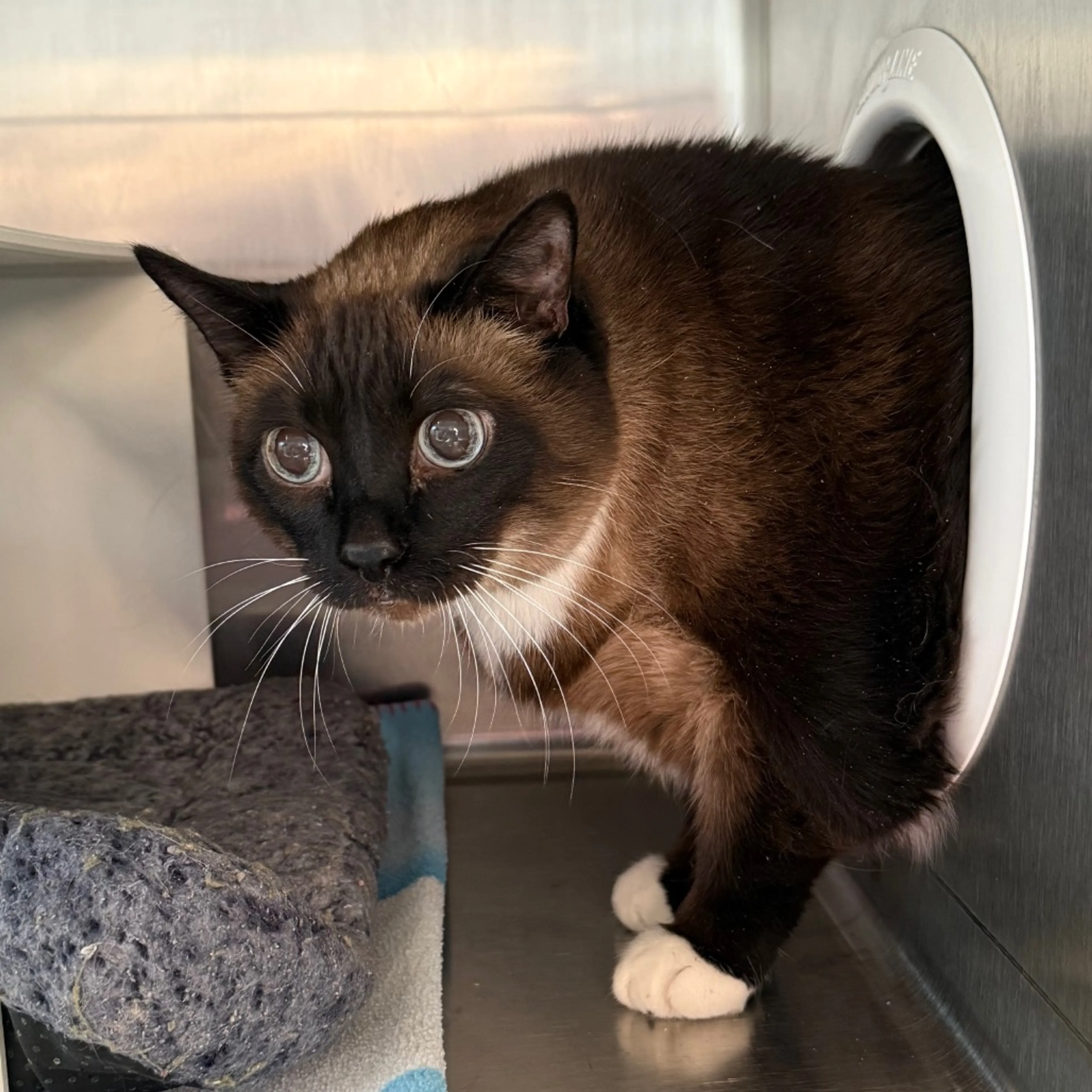 Found pet-2