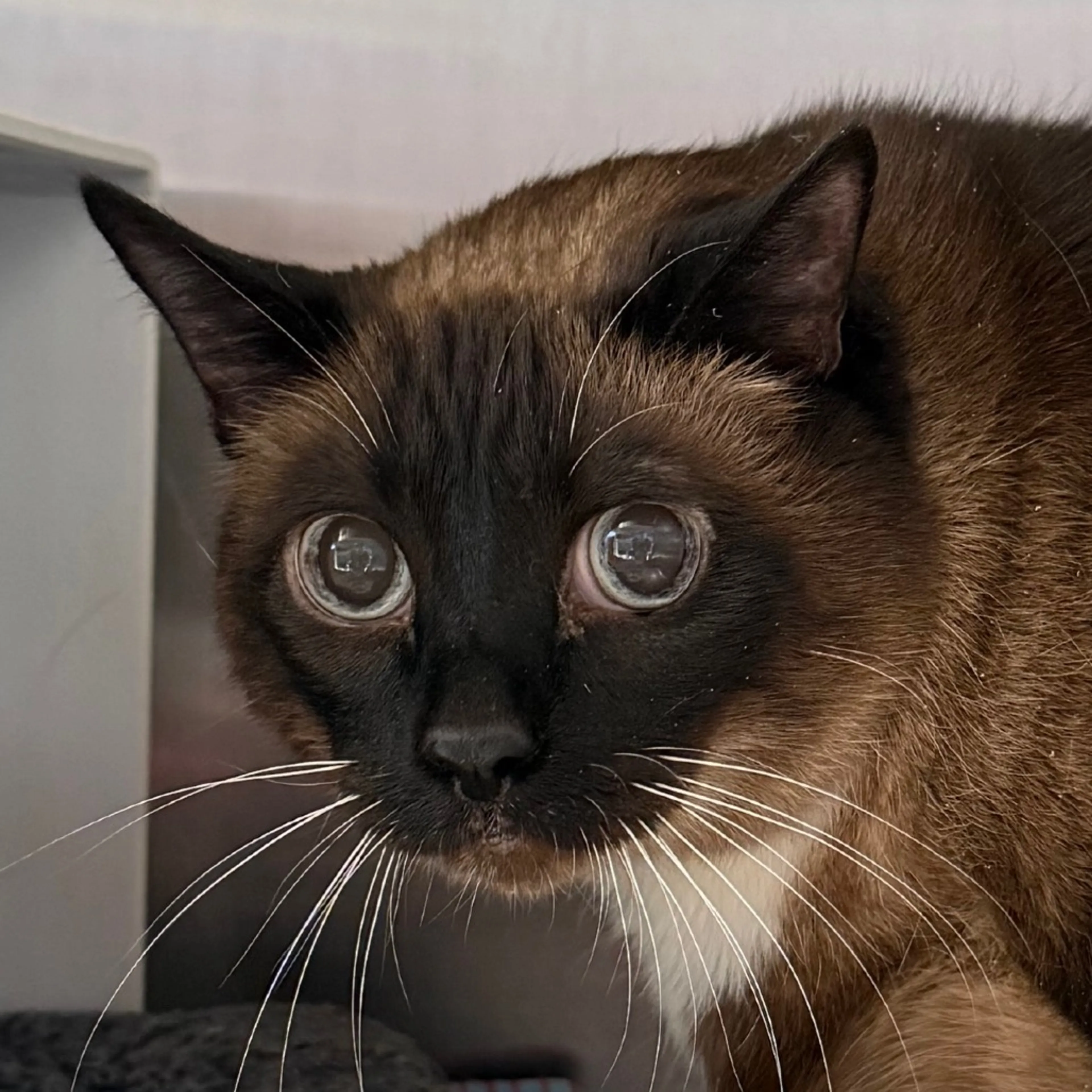 Found pet-1