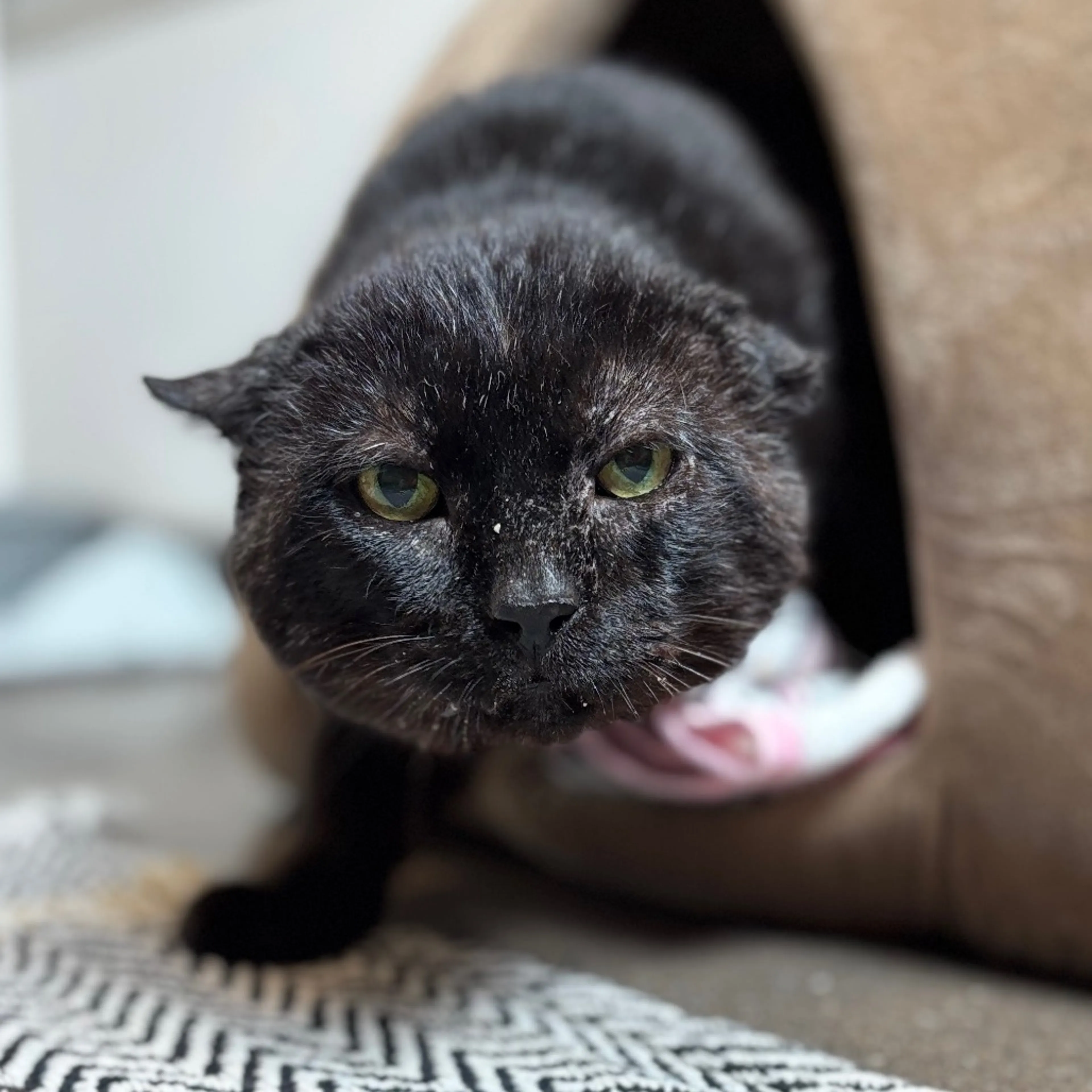 Found pet-0