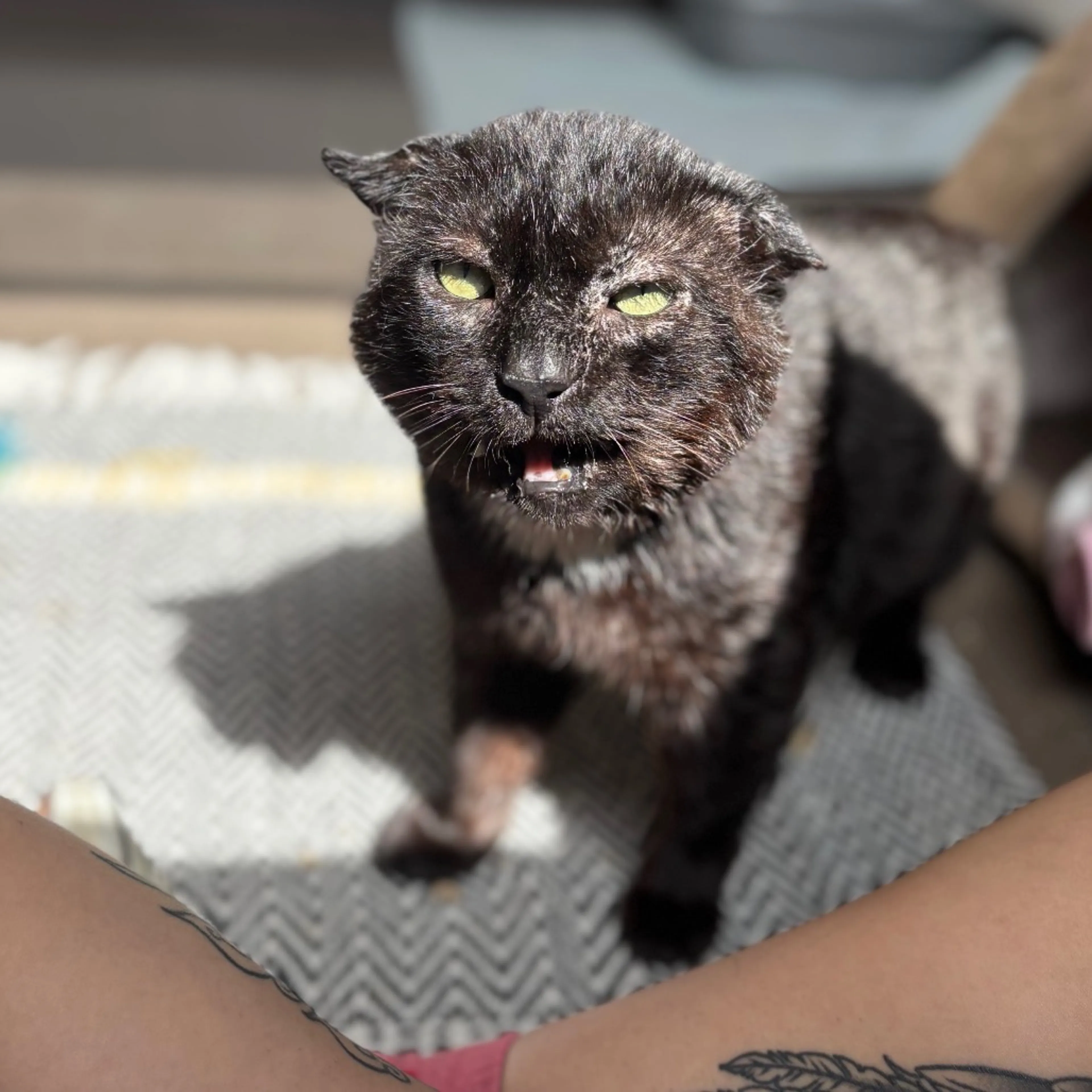 Found pet-3