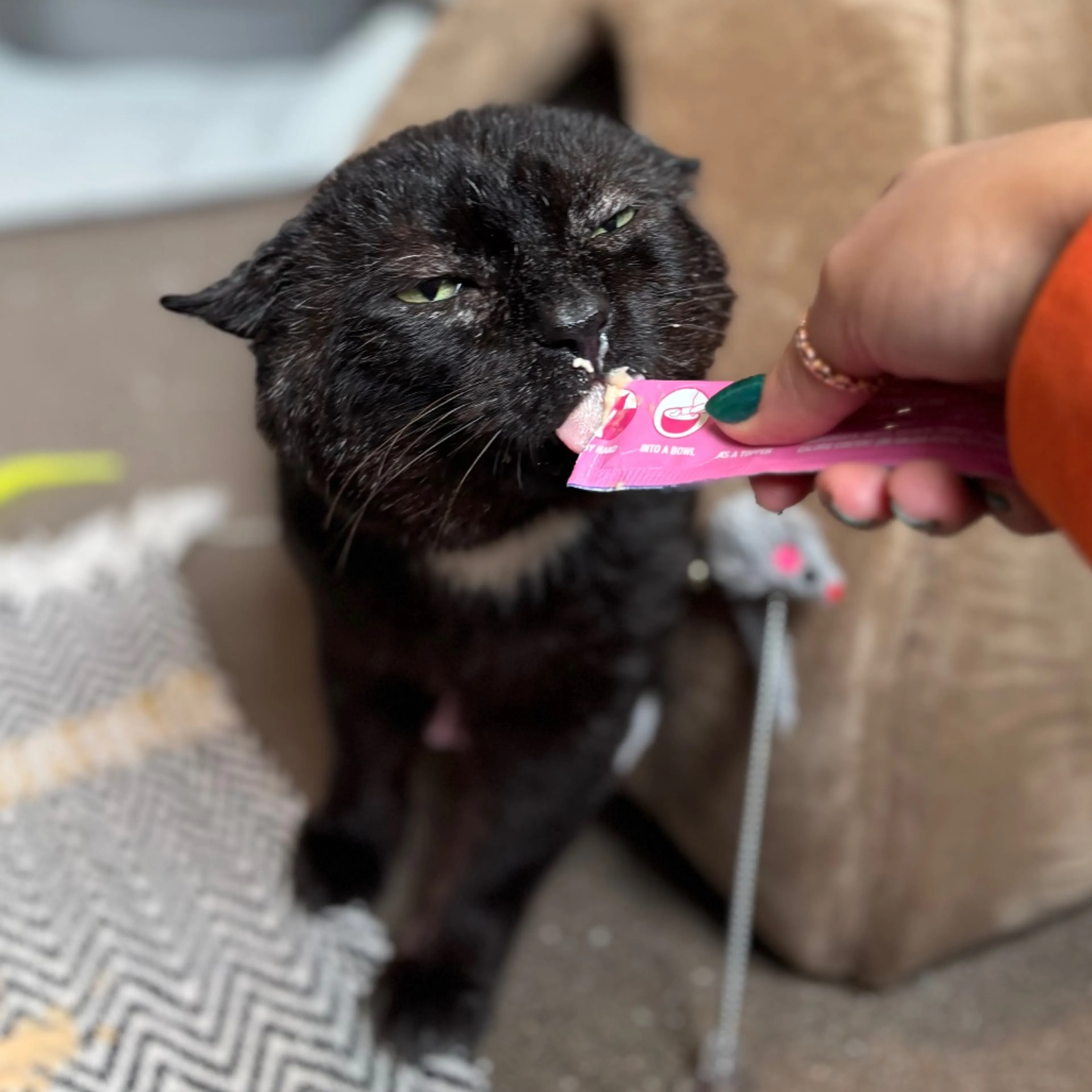 Found pet-2