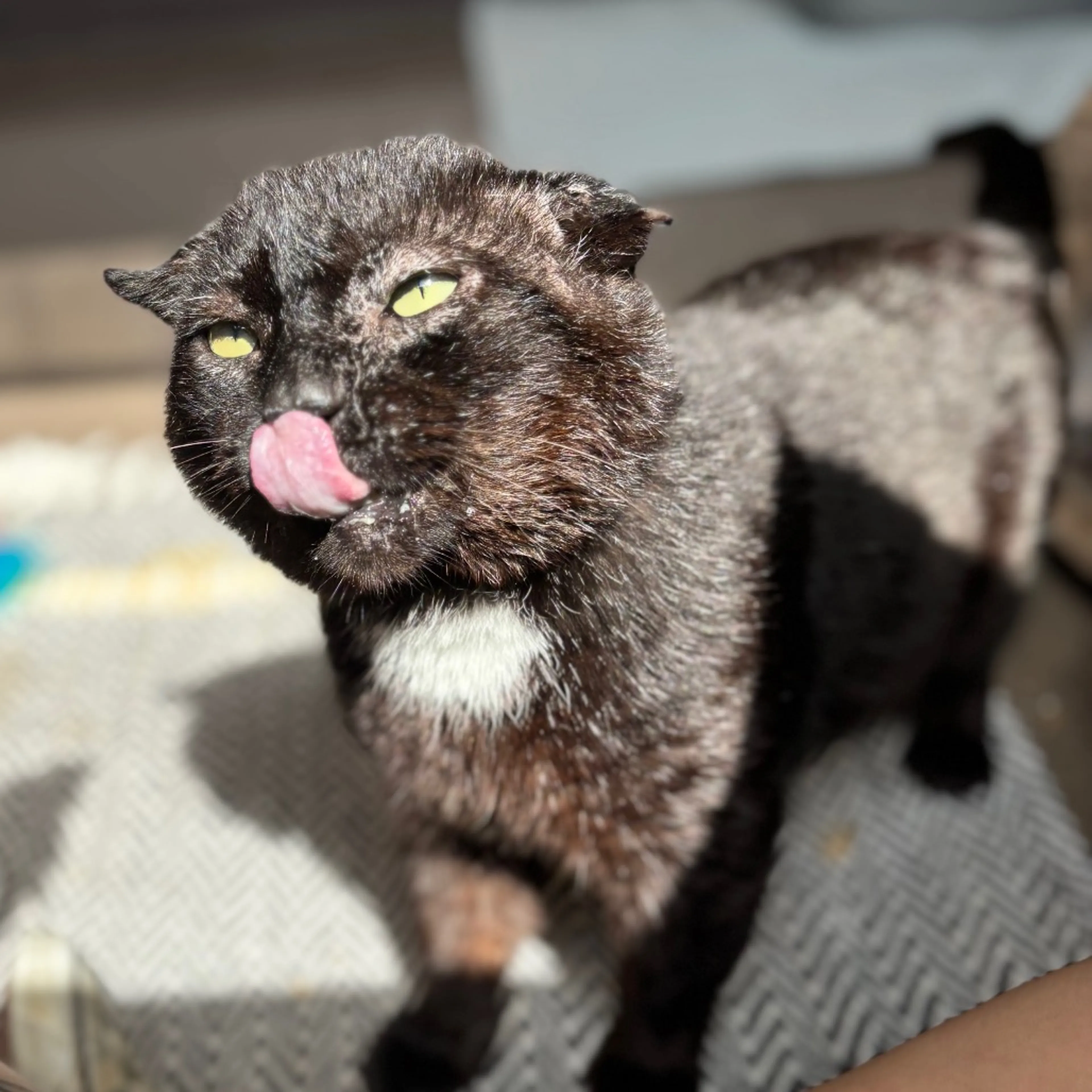 Found pet-5