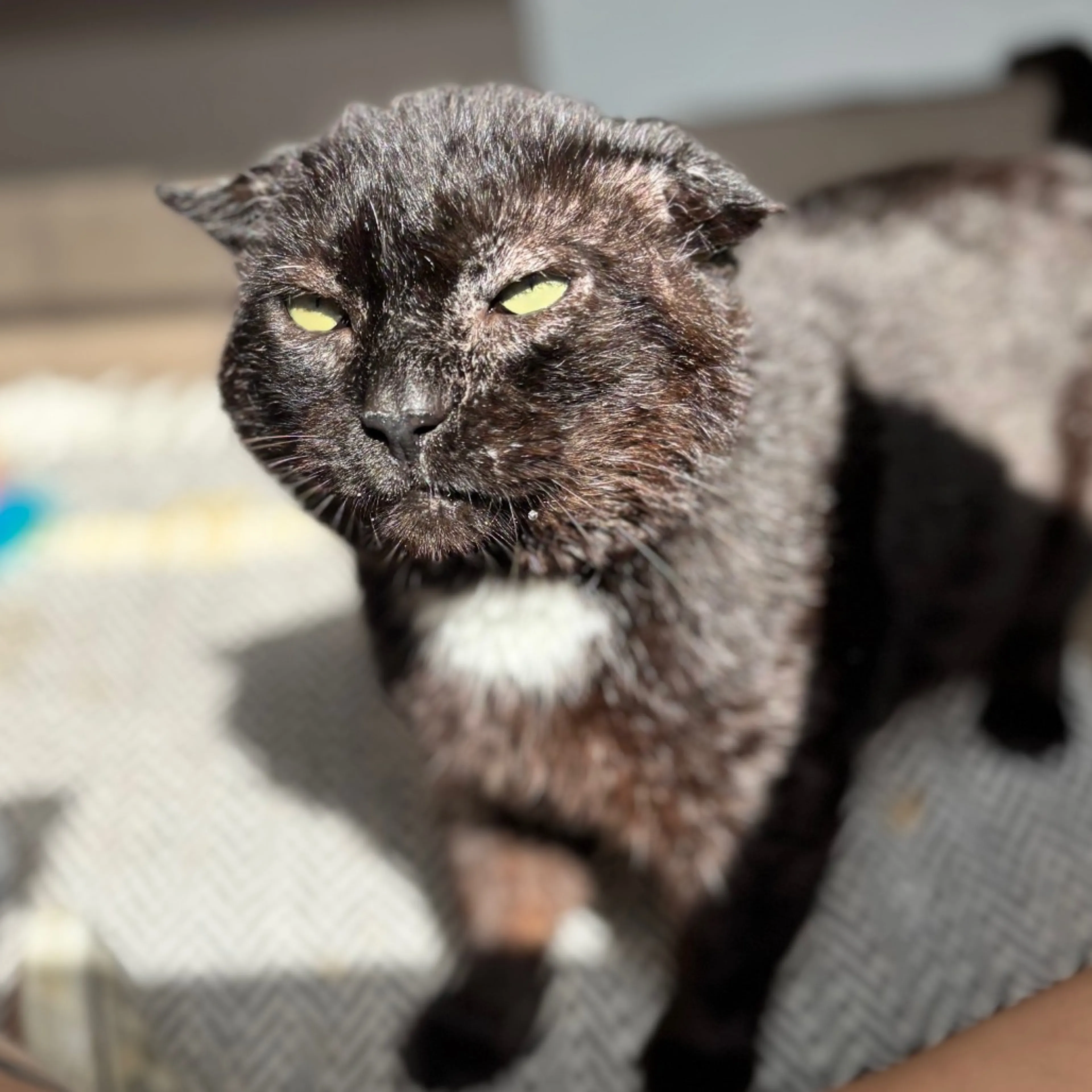 Found pet-4
