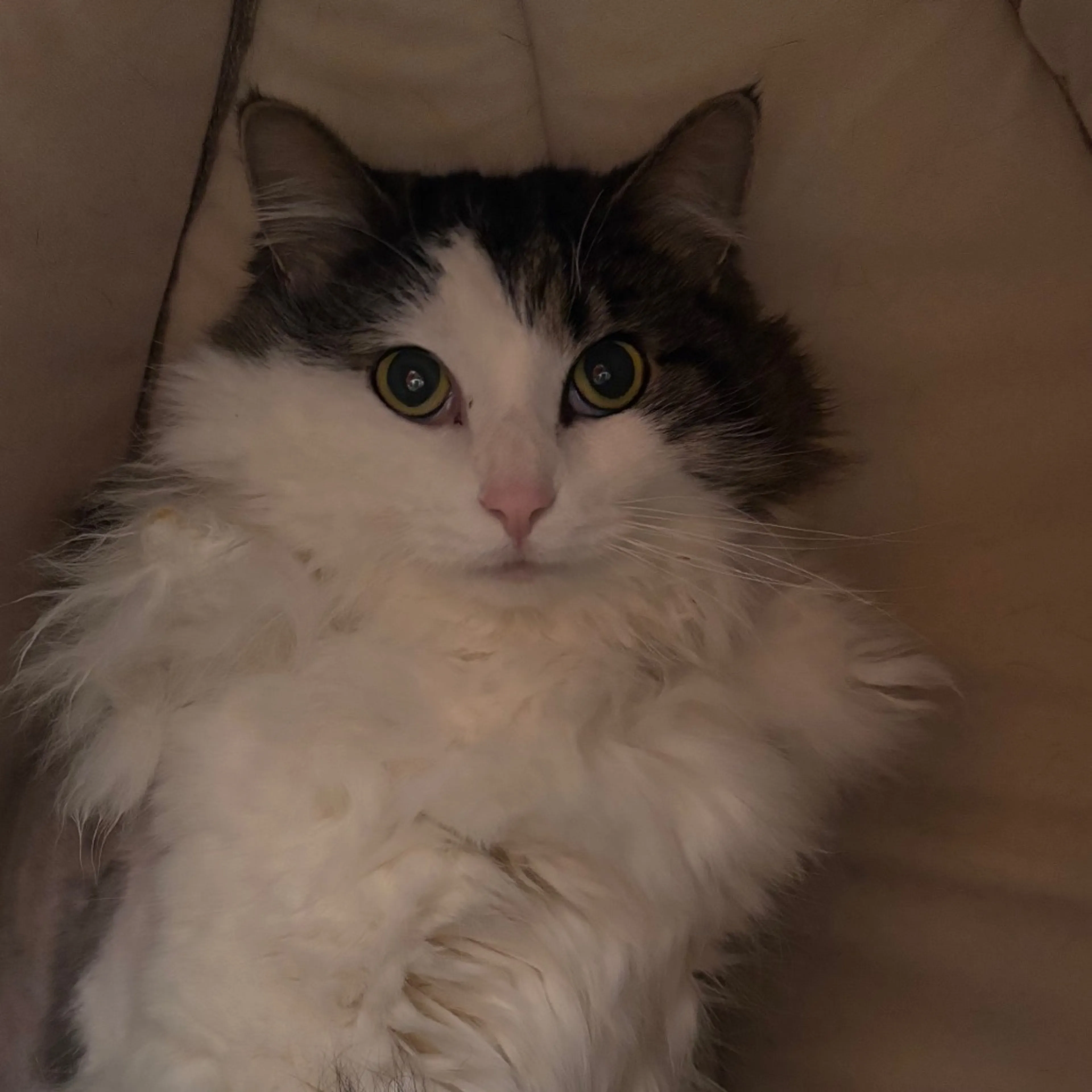 Found pet