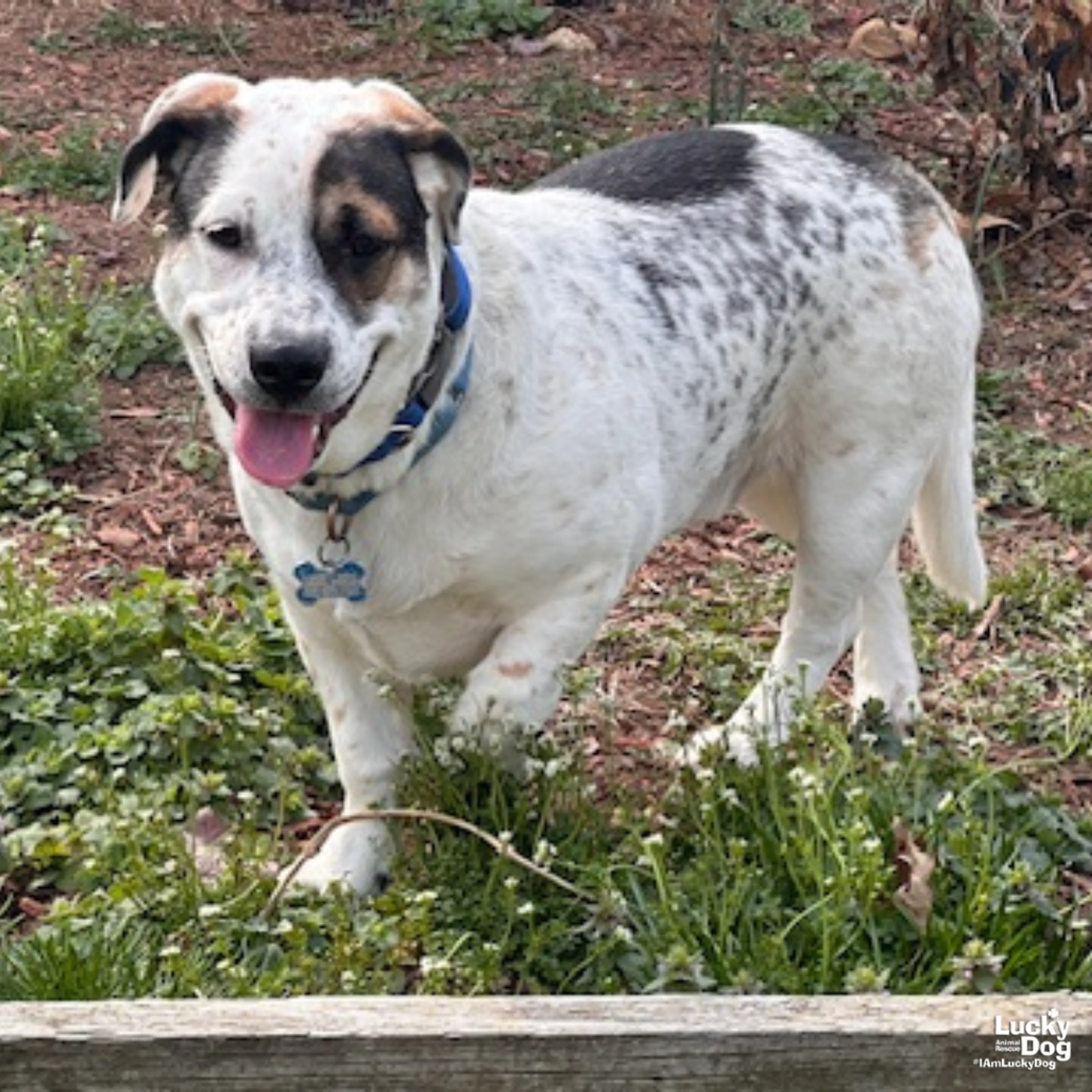 Found pet-8