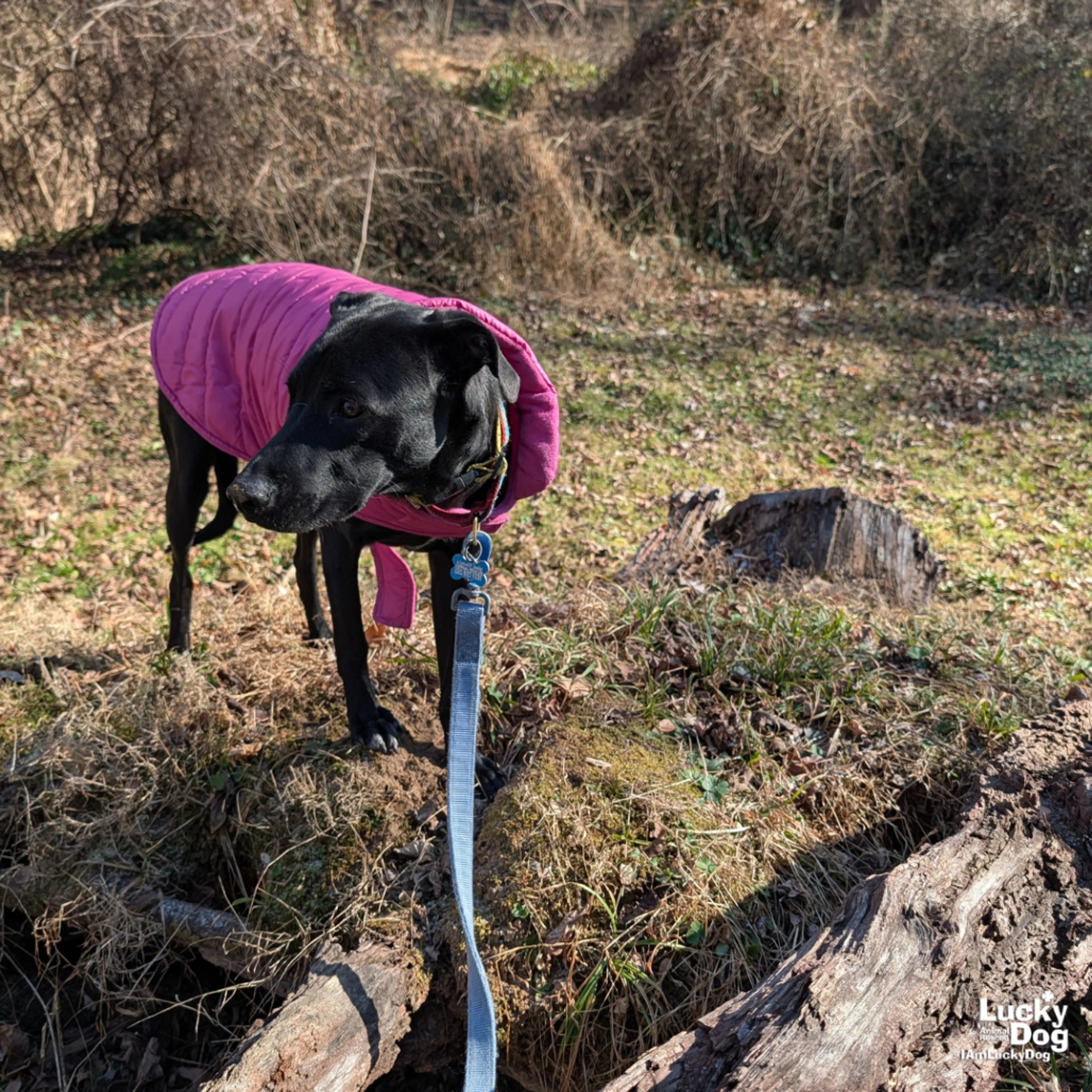 Found pet-6