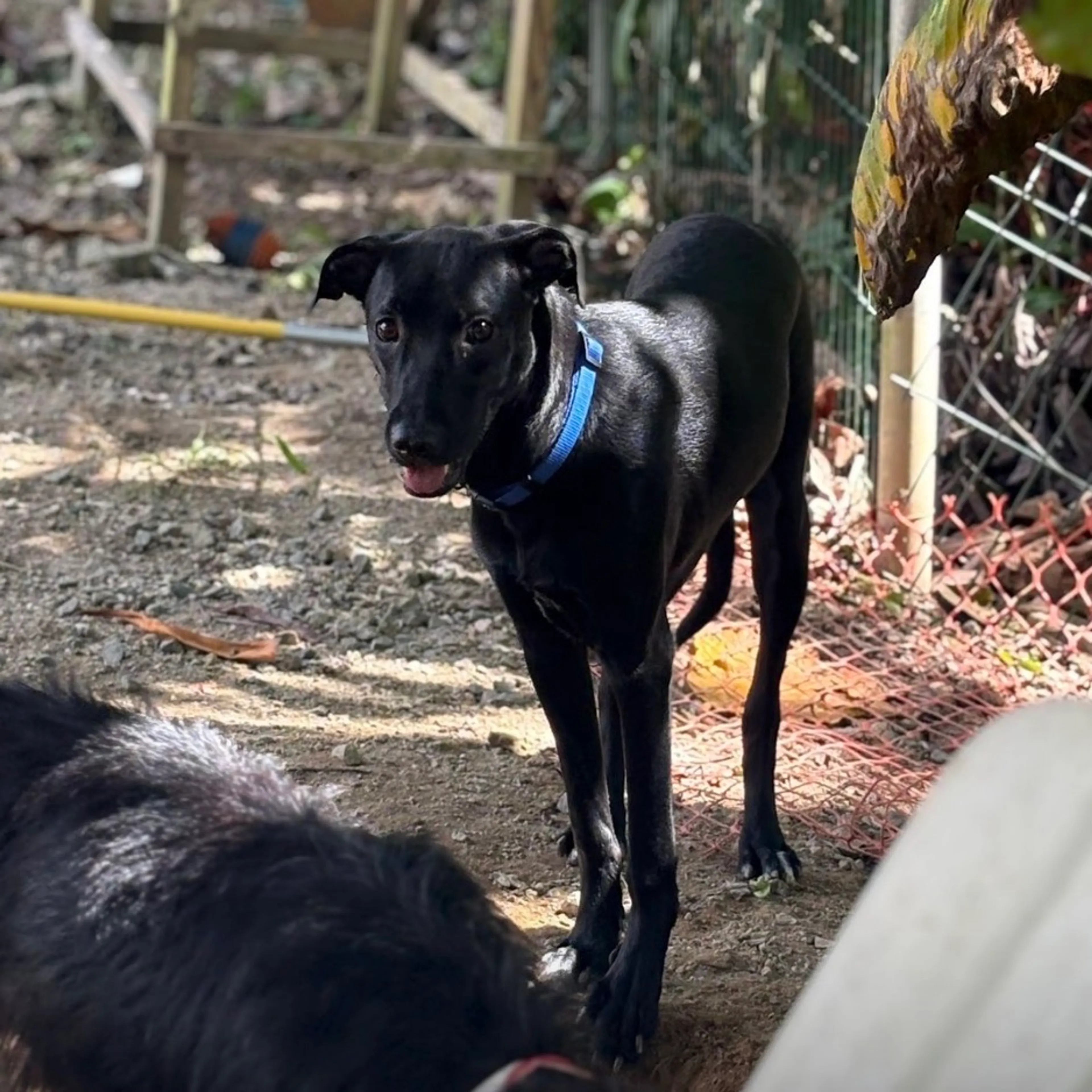 Found pet-1