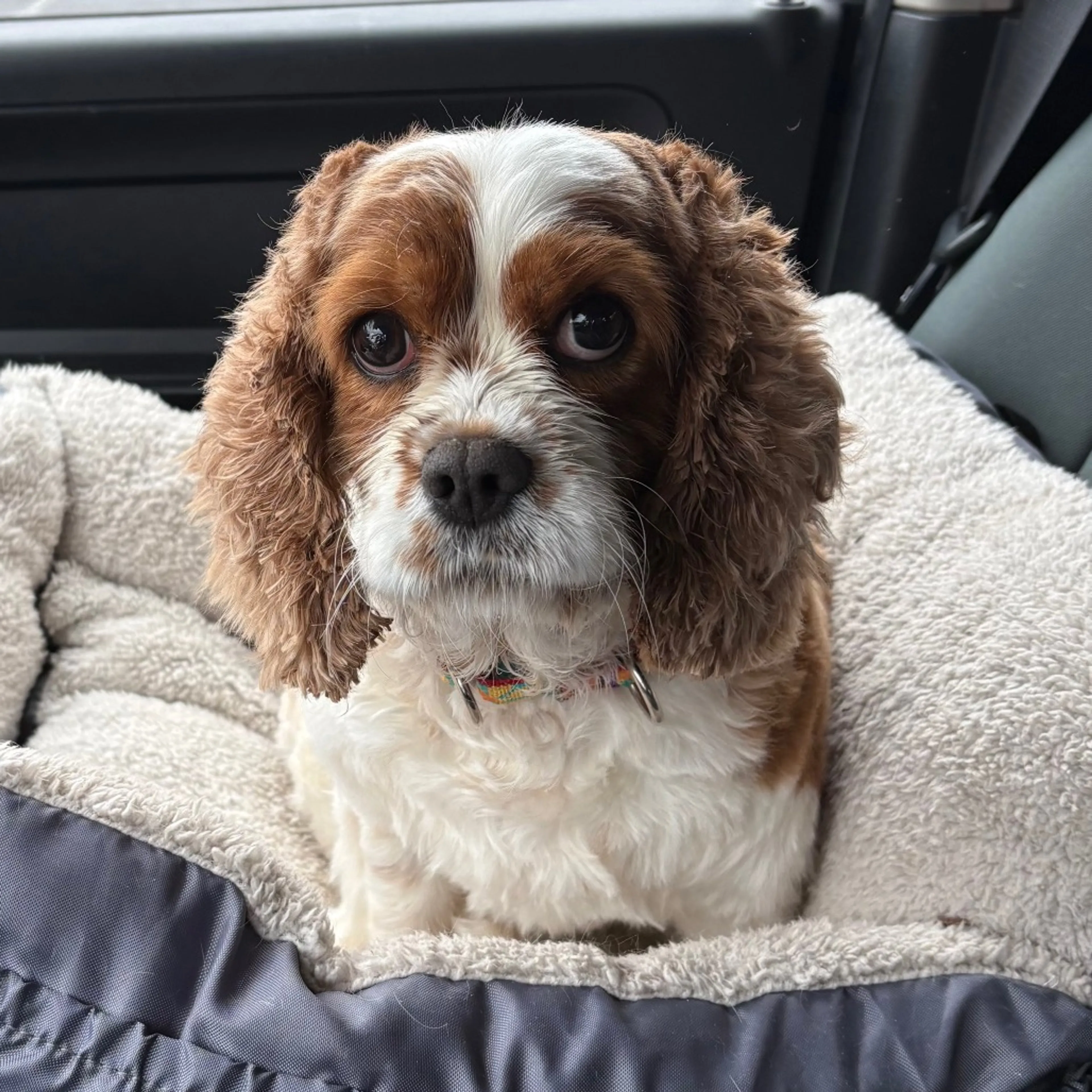 Found pet-2