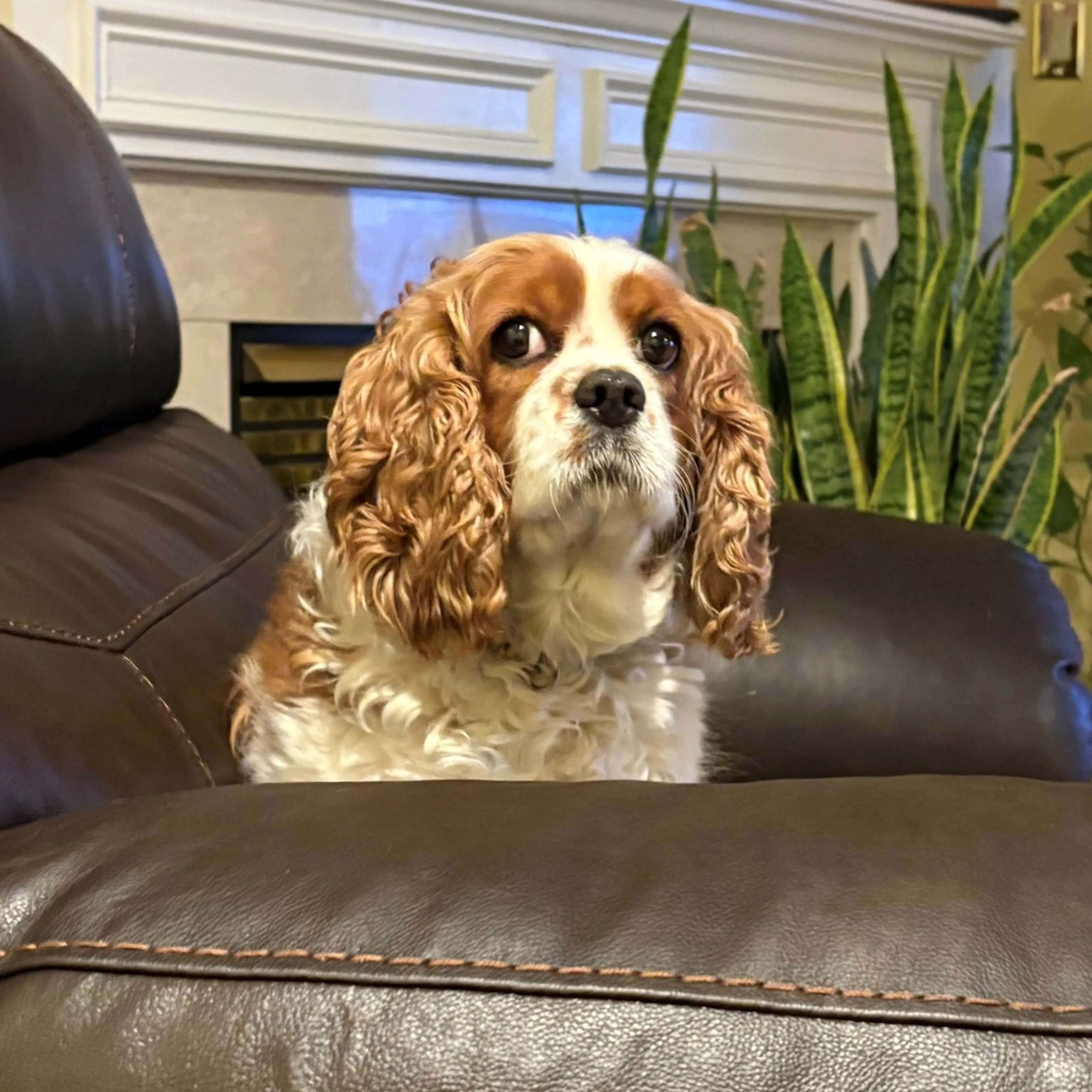 Found pet-4