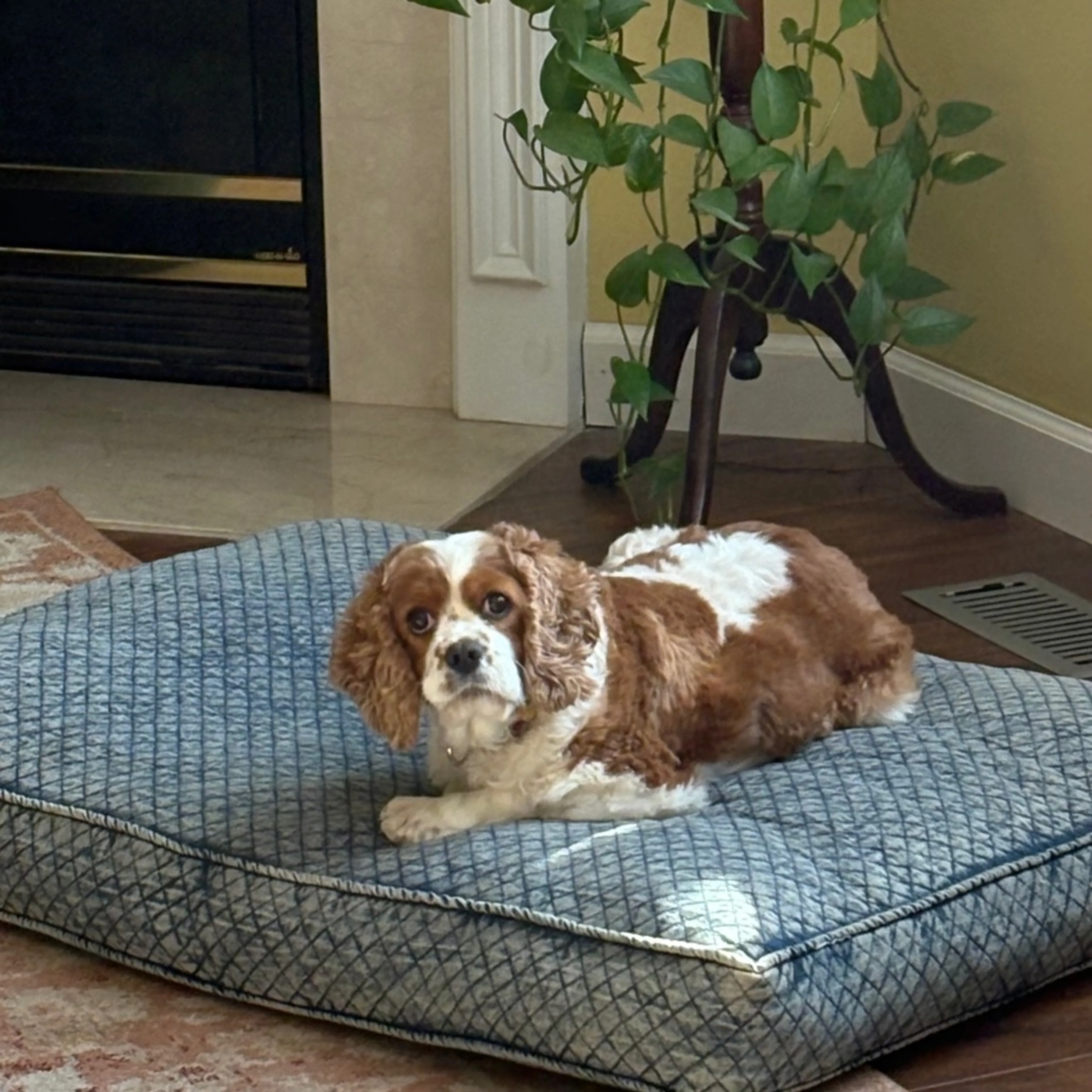 Found pet-3