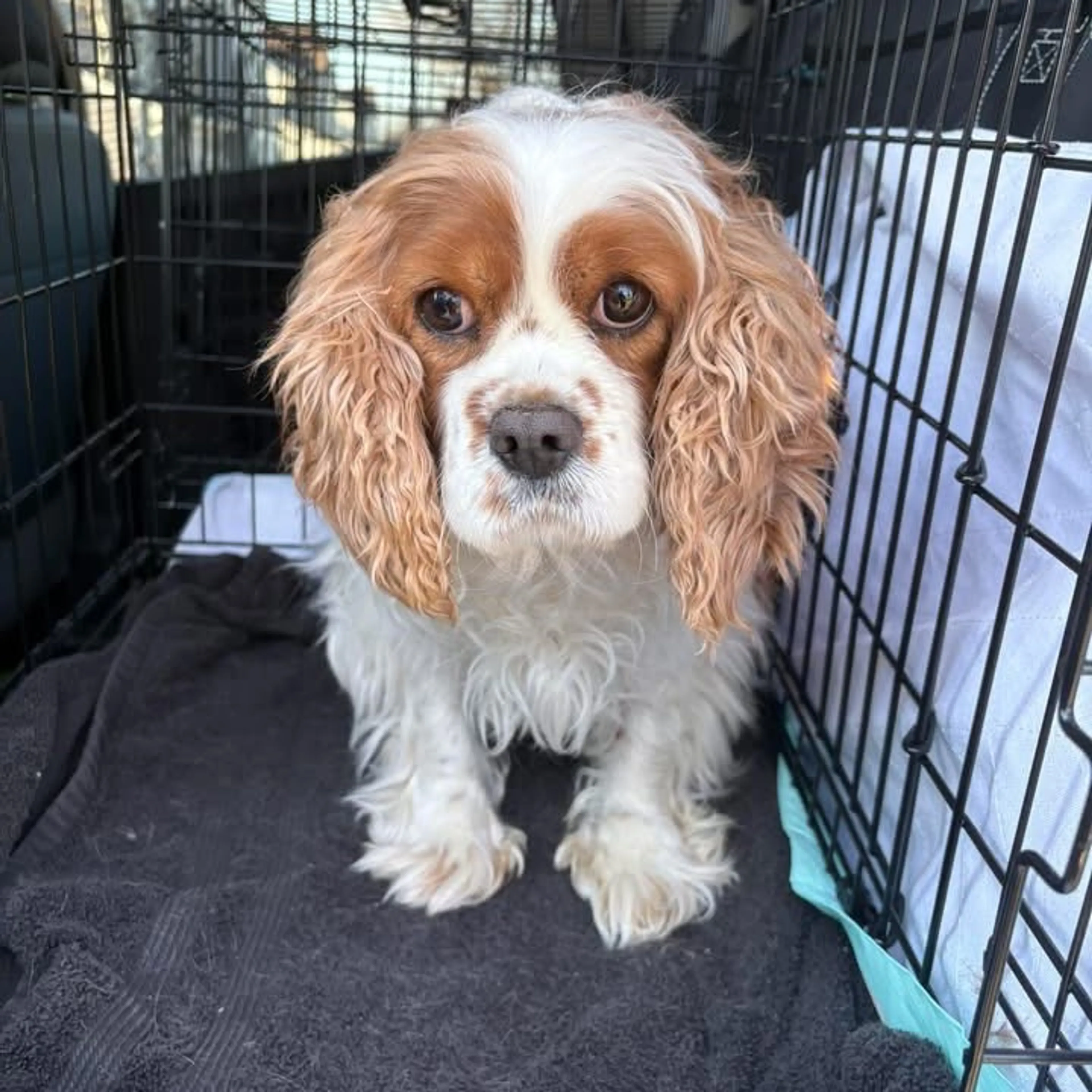 Found pet-1