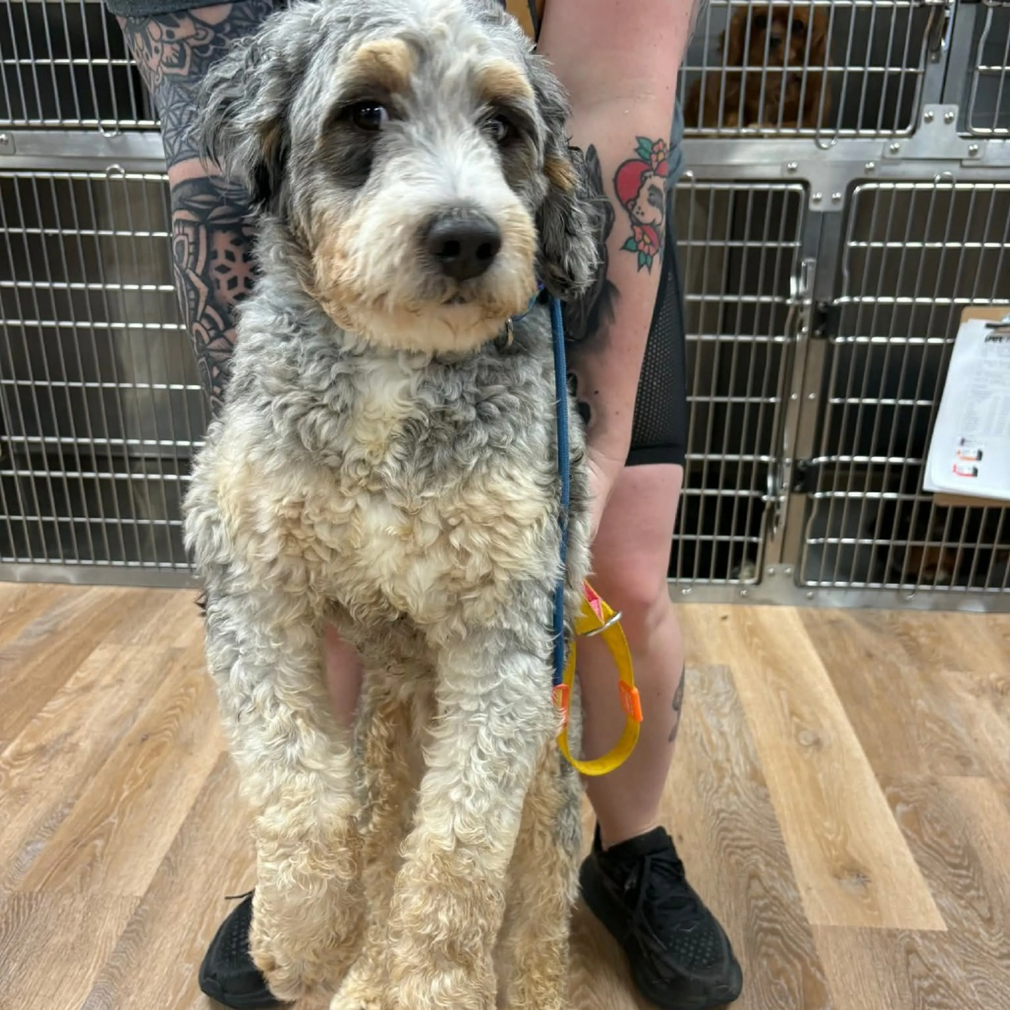 Found pet