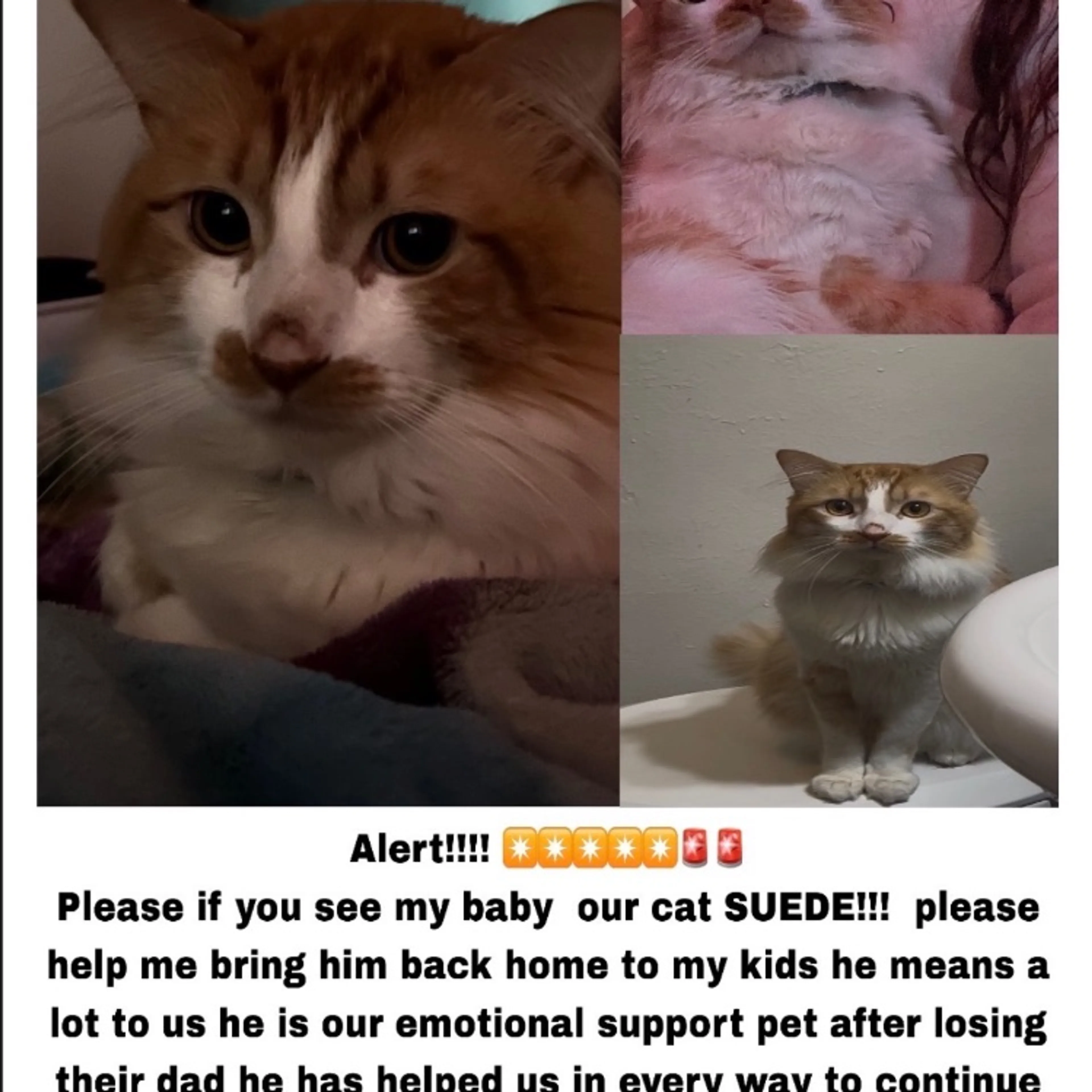 Lost pet