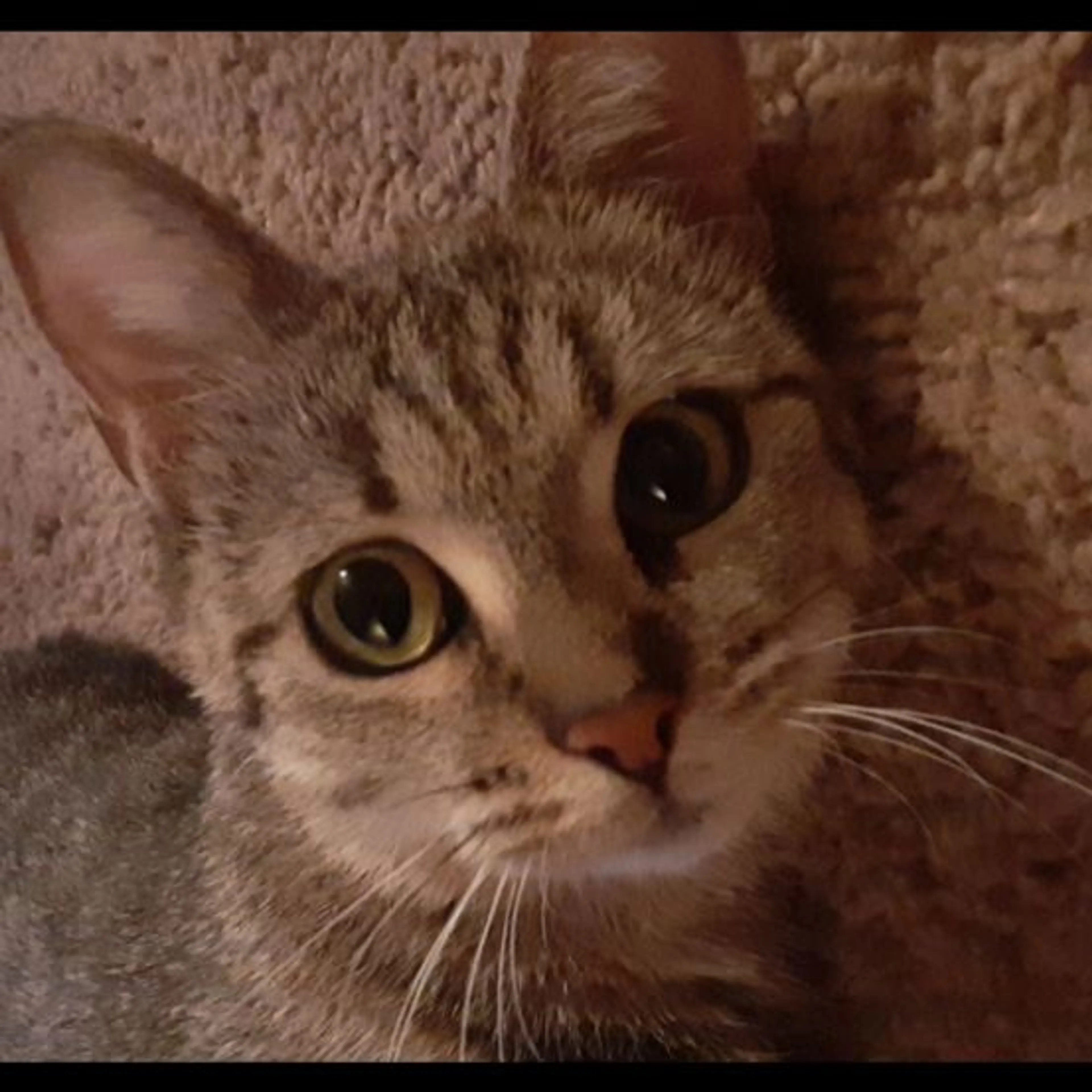 Lost pet-0