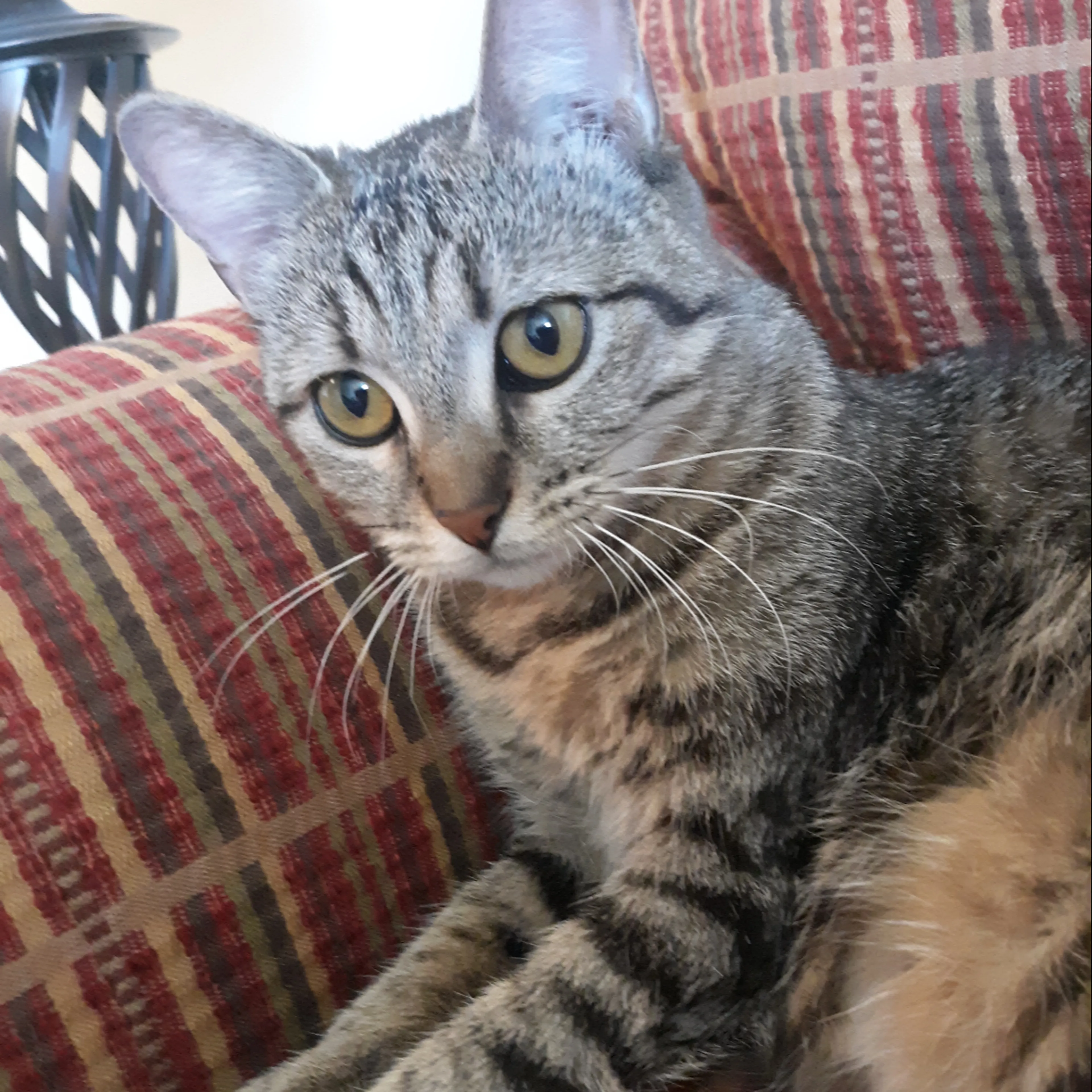 Lost pet-1