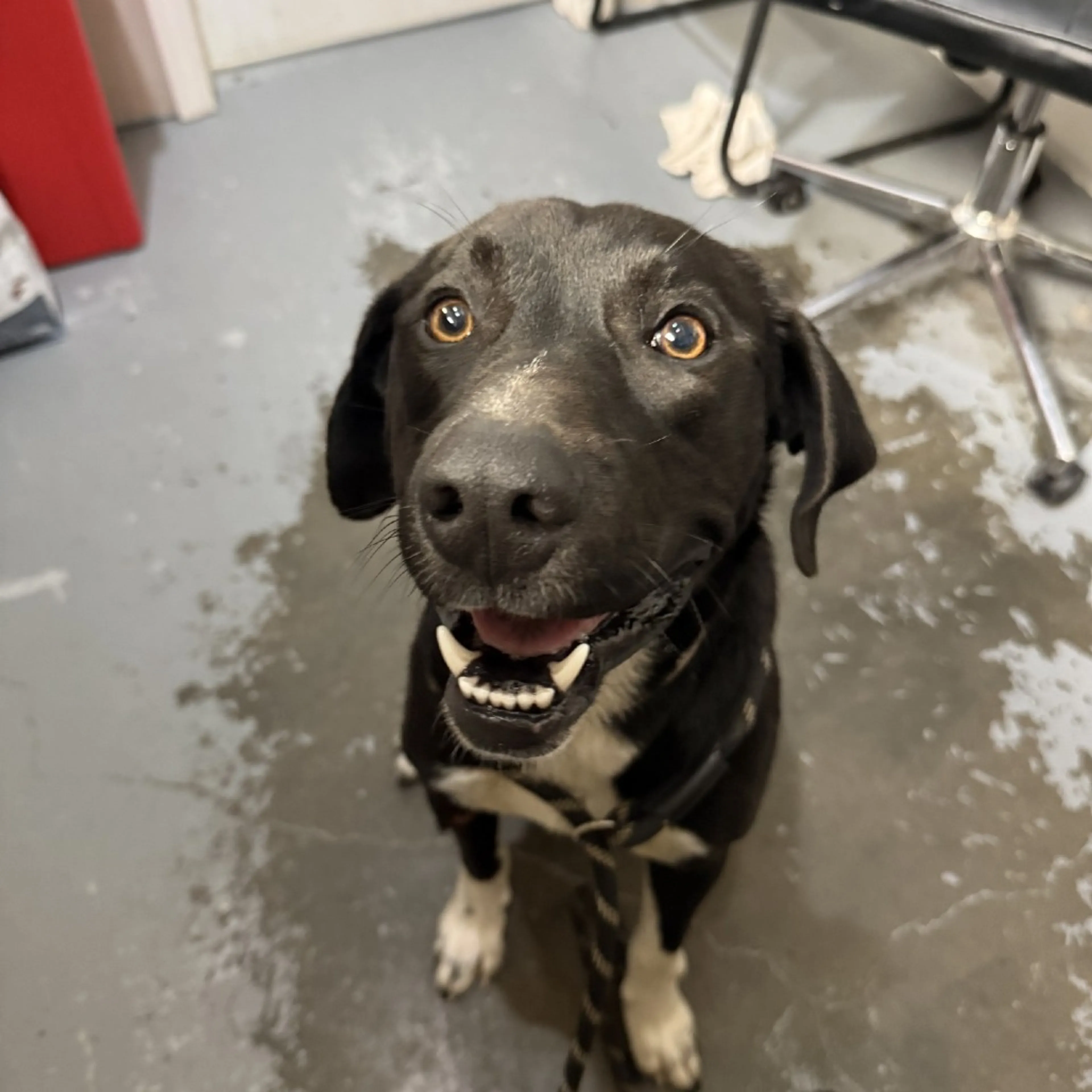 Found pet