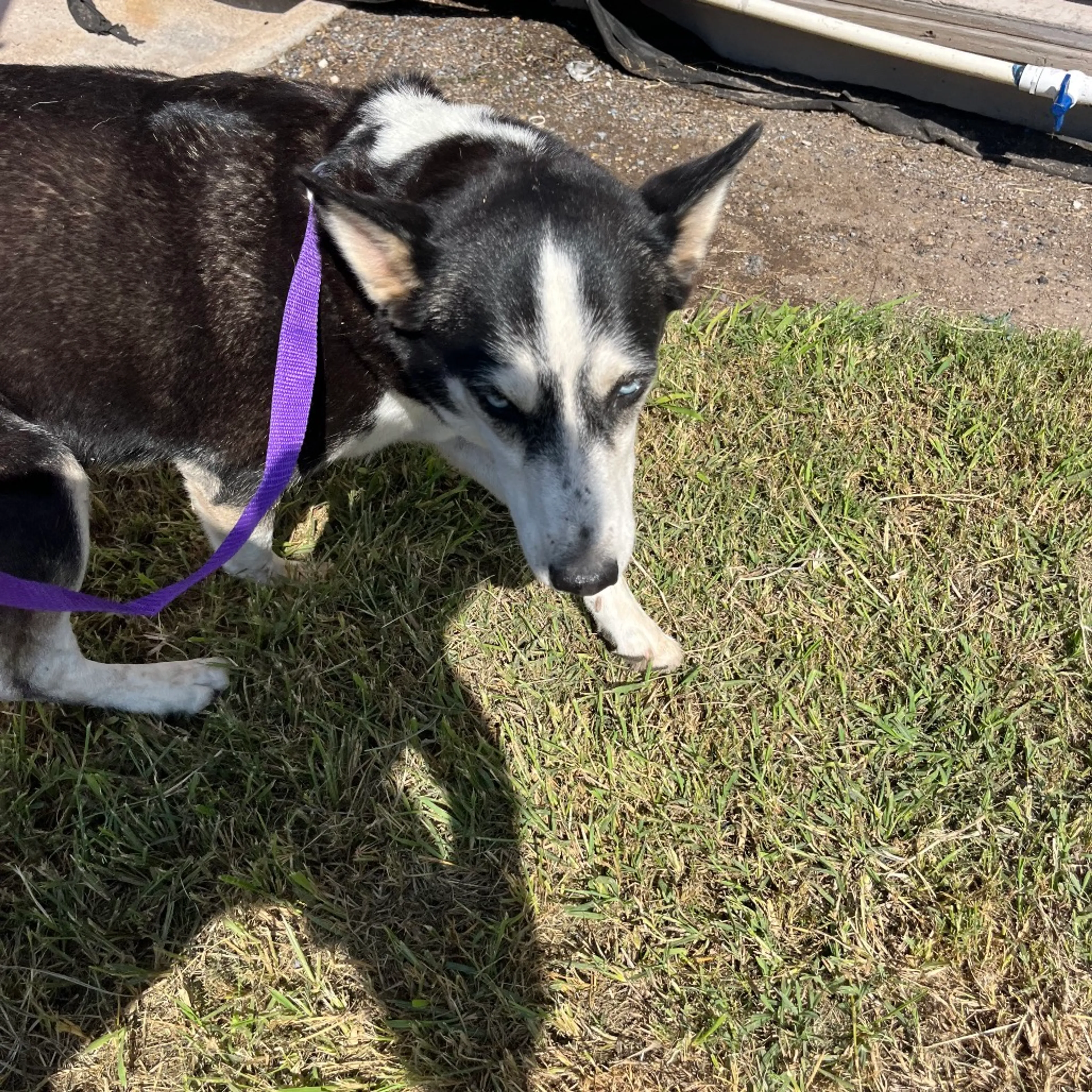 Found pet-0