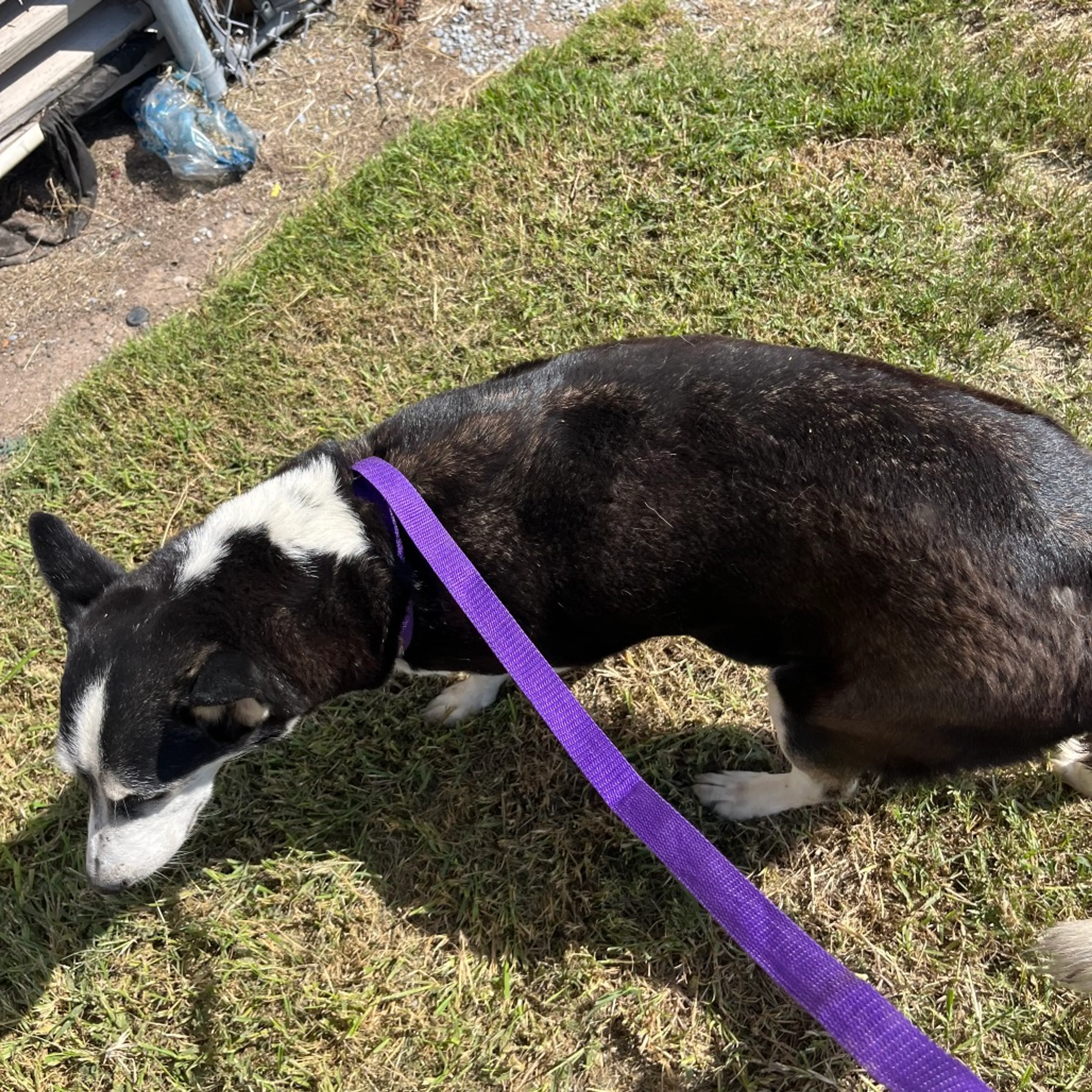 Found pet-1