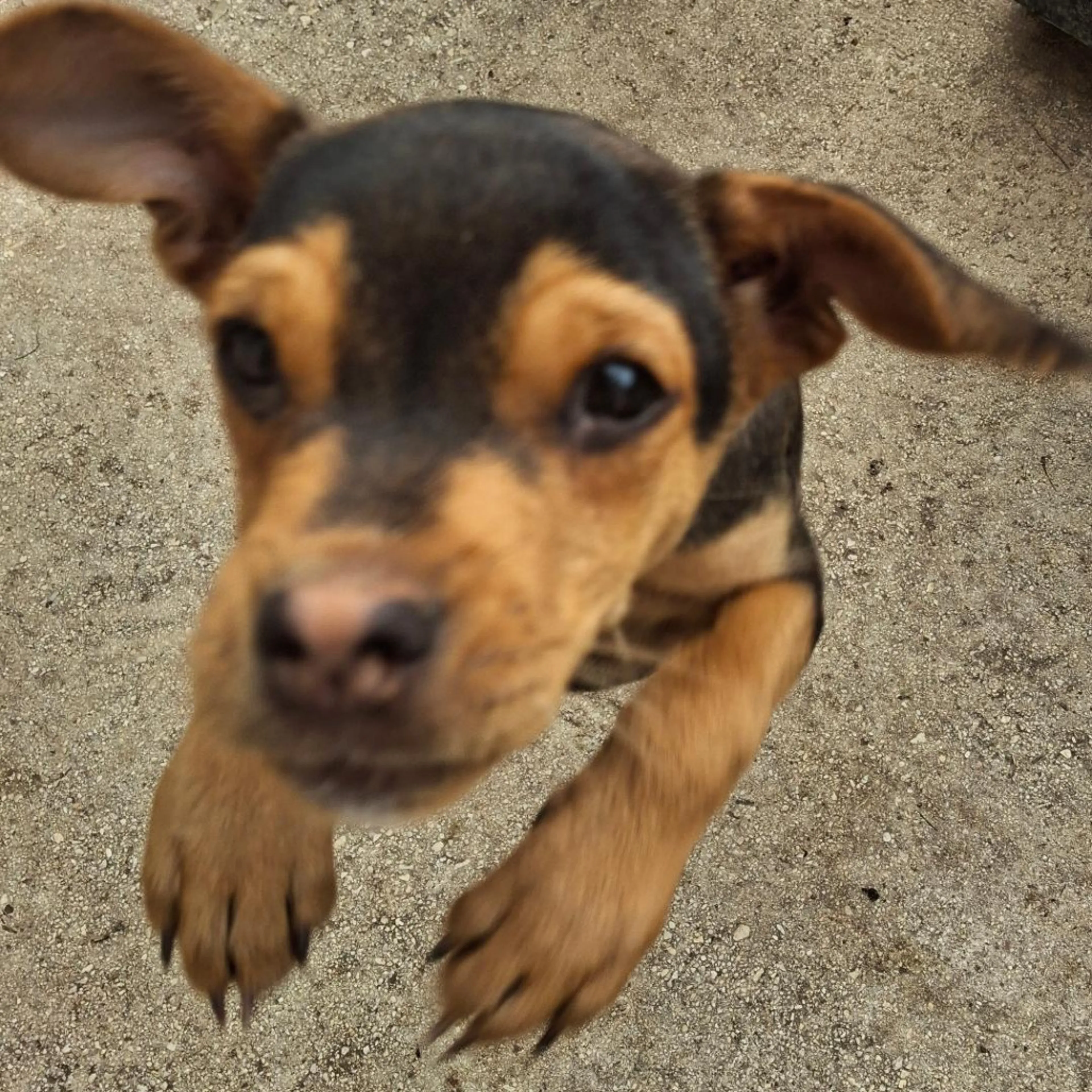 Found pet-6