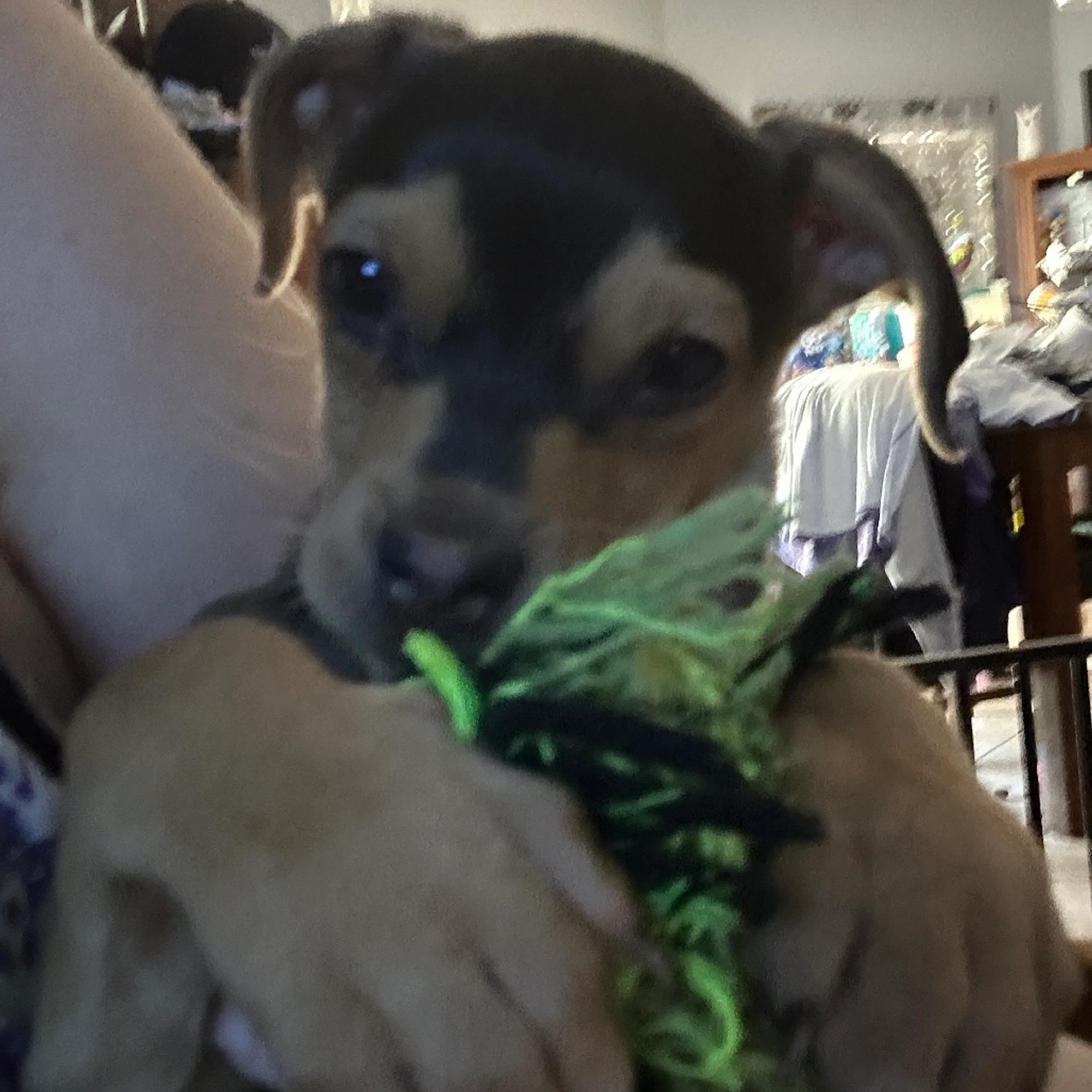 Found pet-3