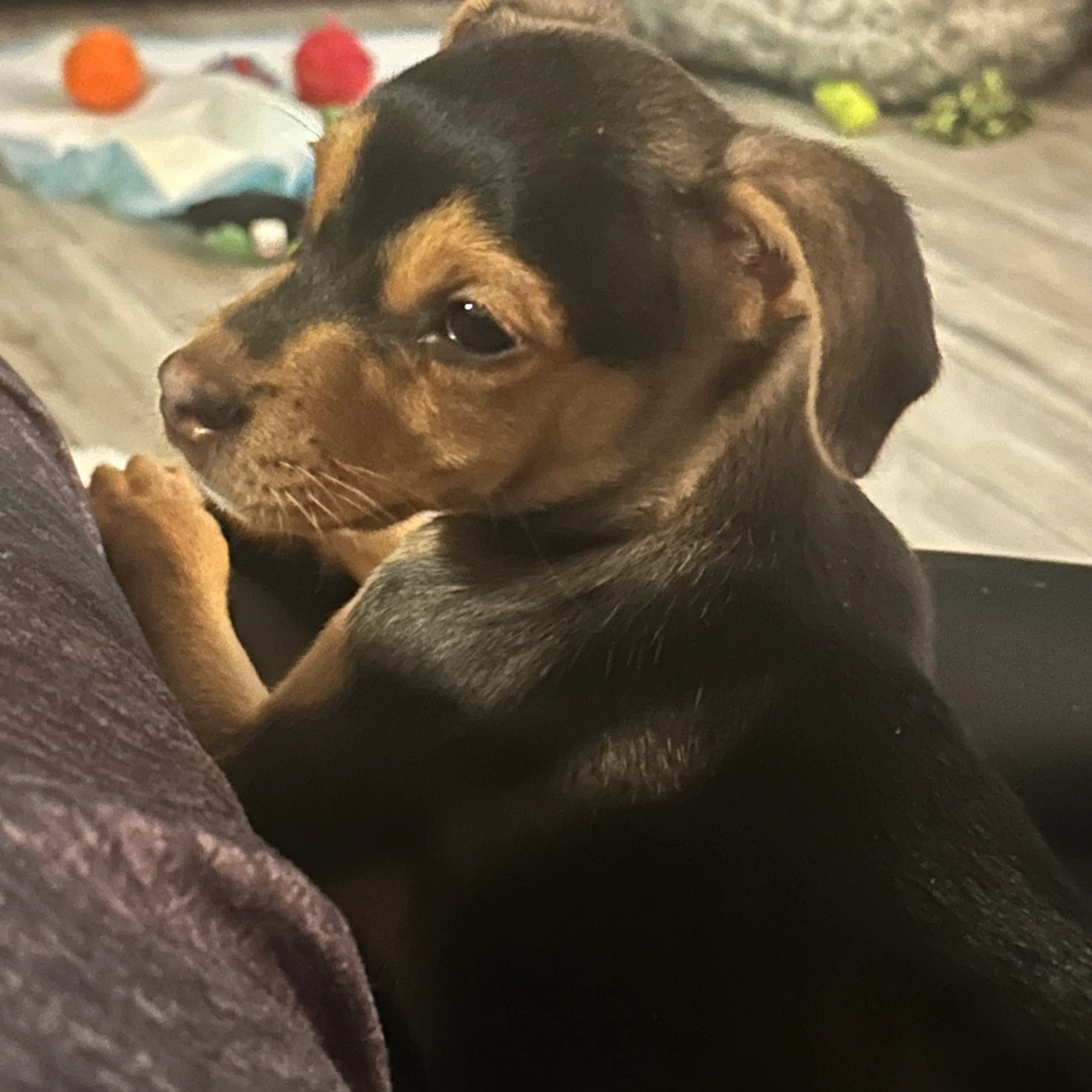 Found pet-2