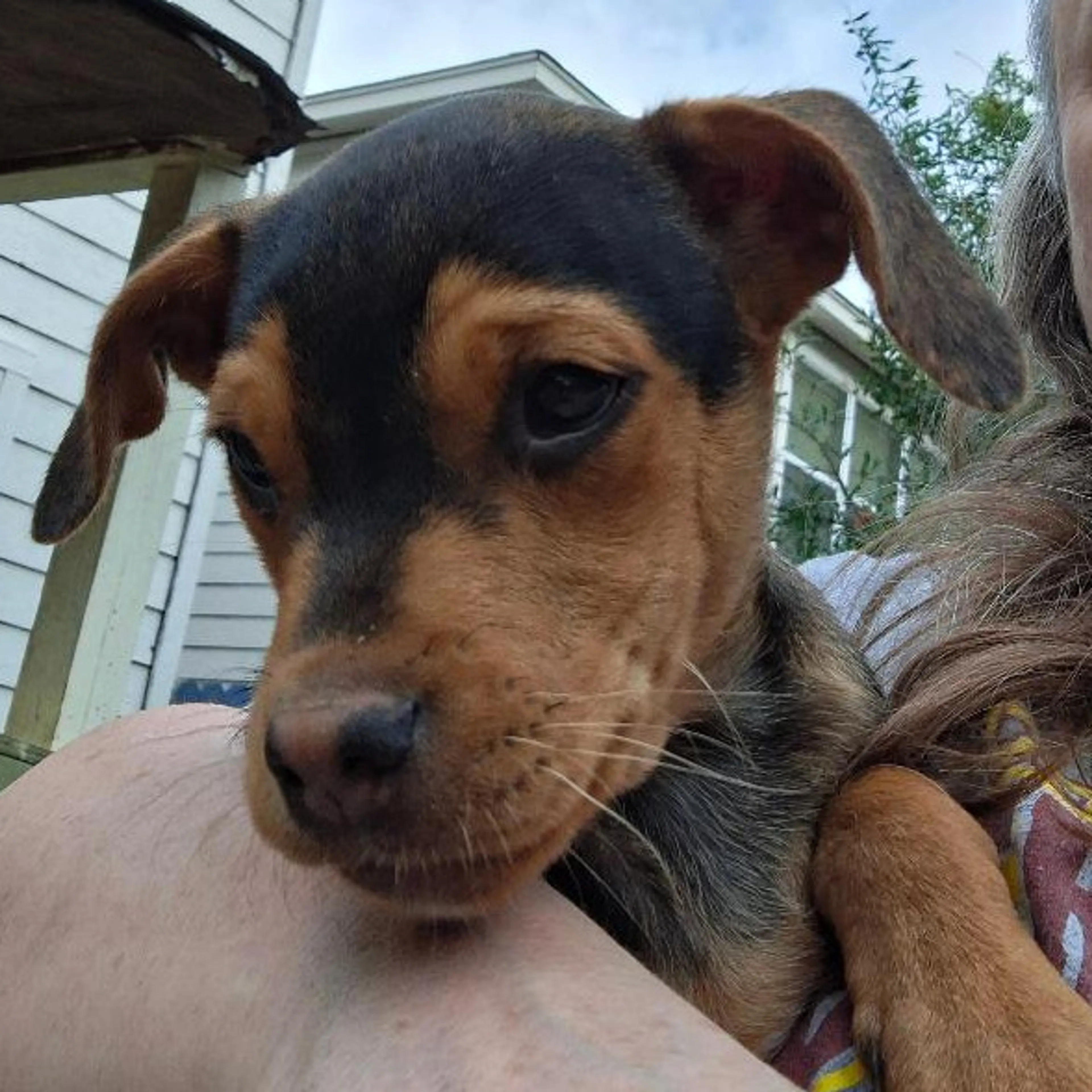 Found pet-5