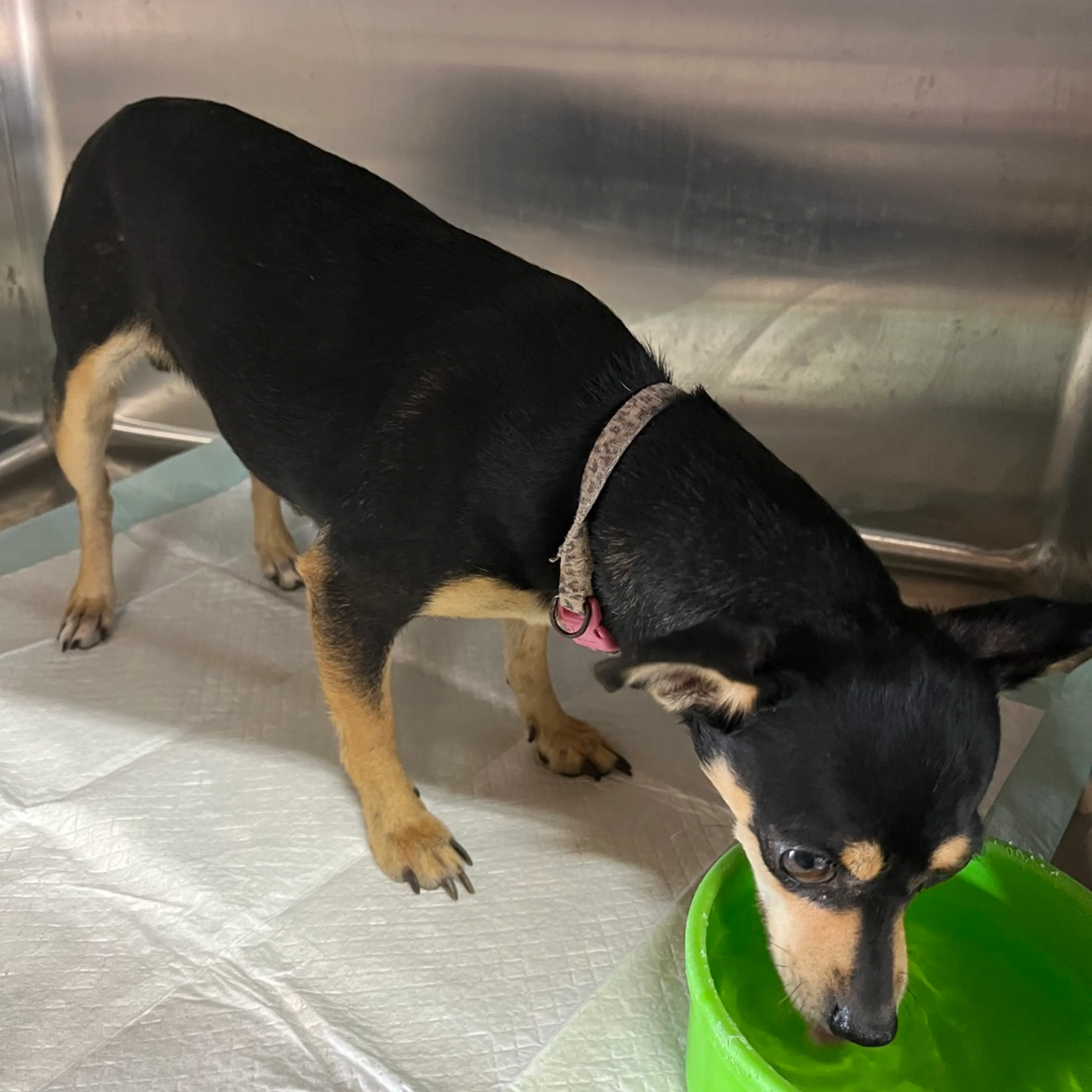 Found pet