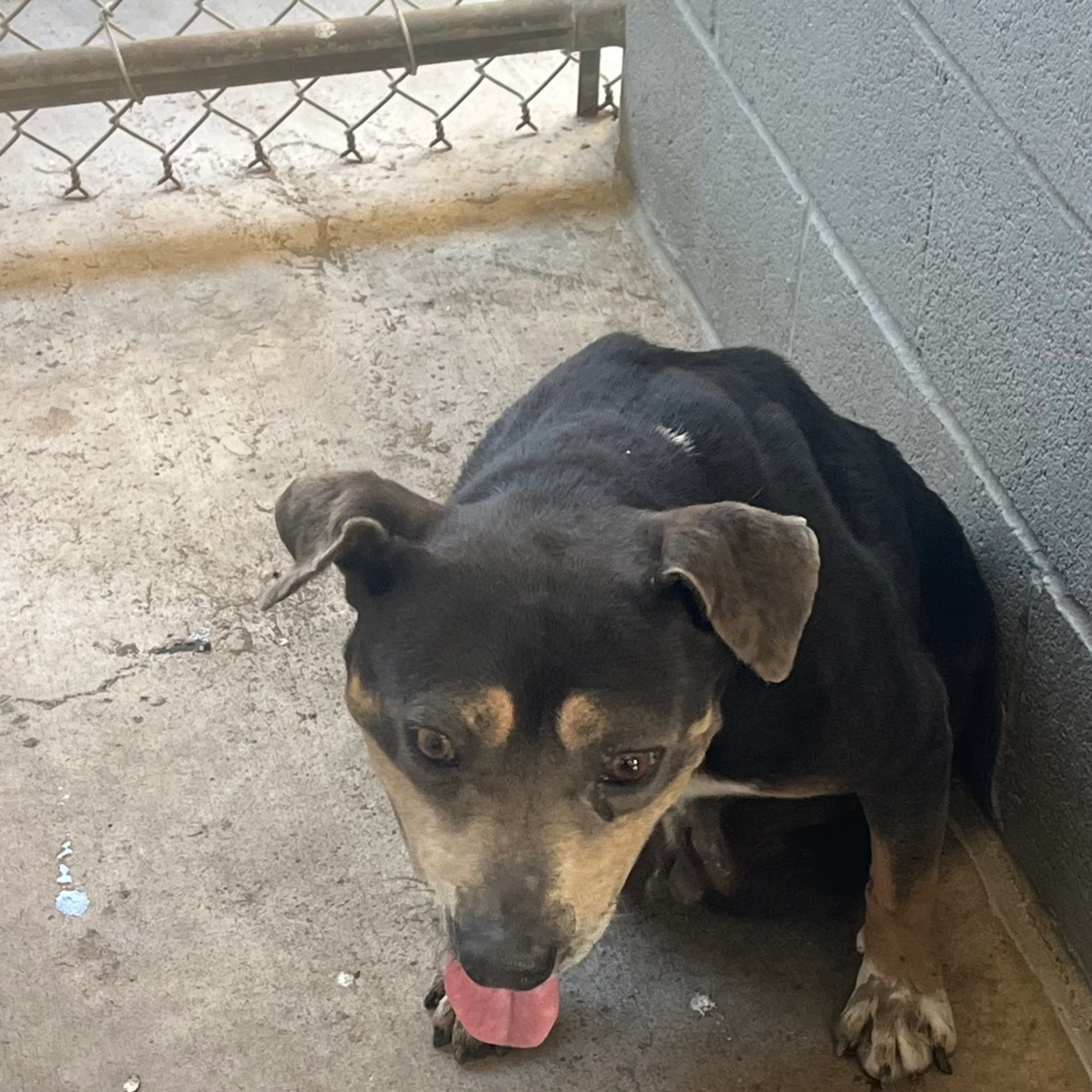 Found pet