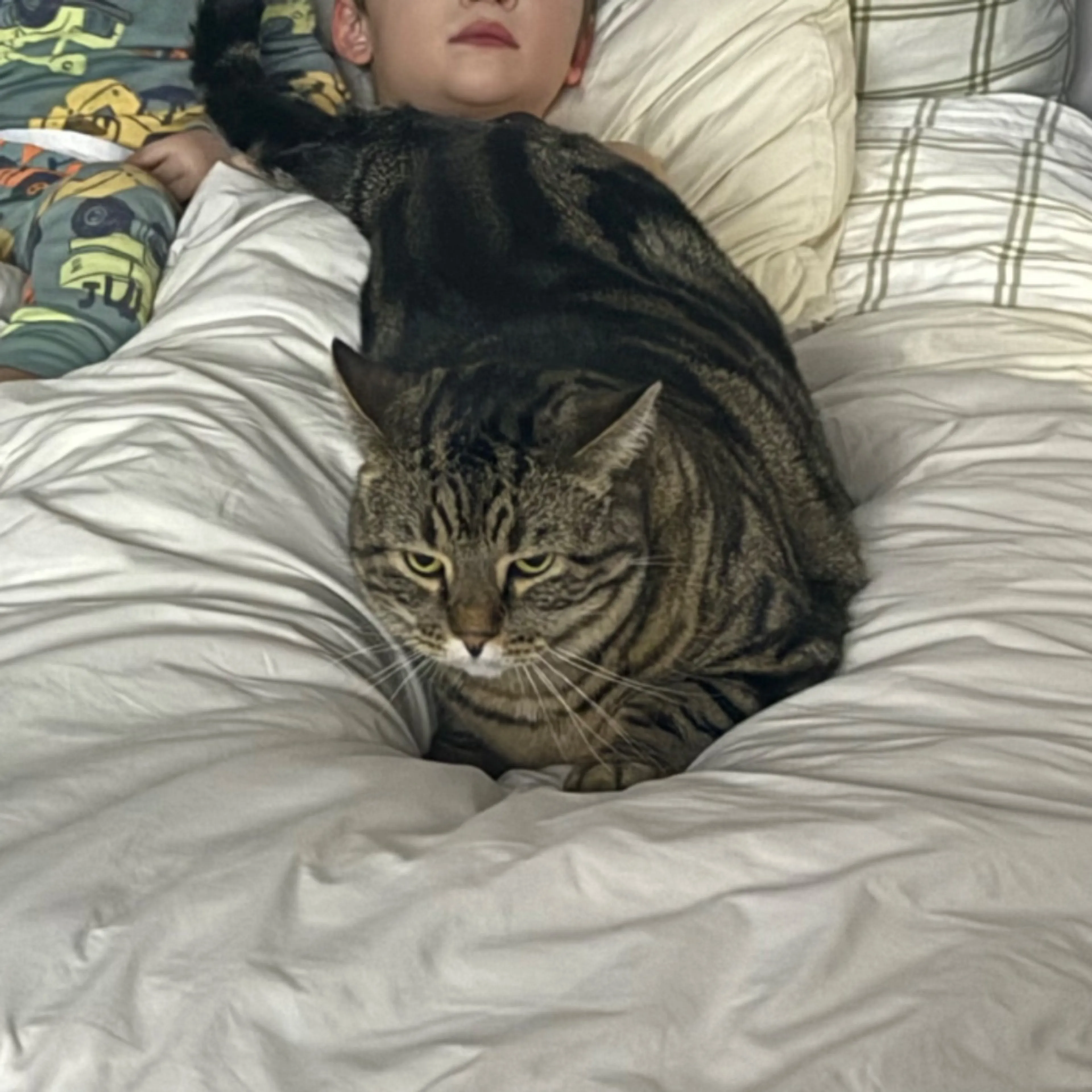 Lost pet