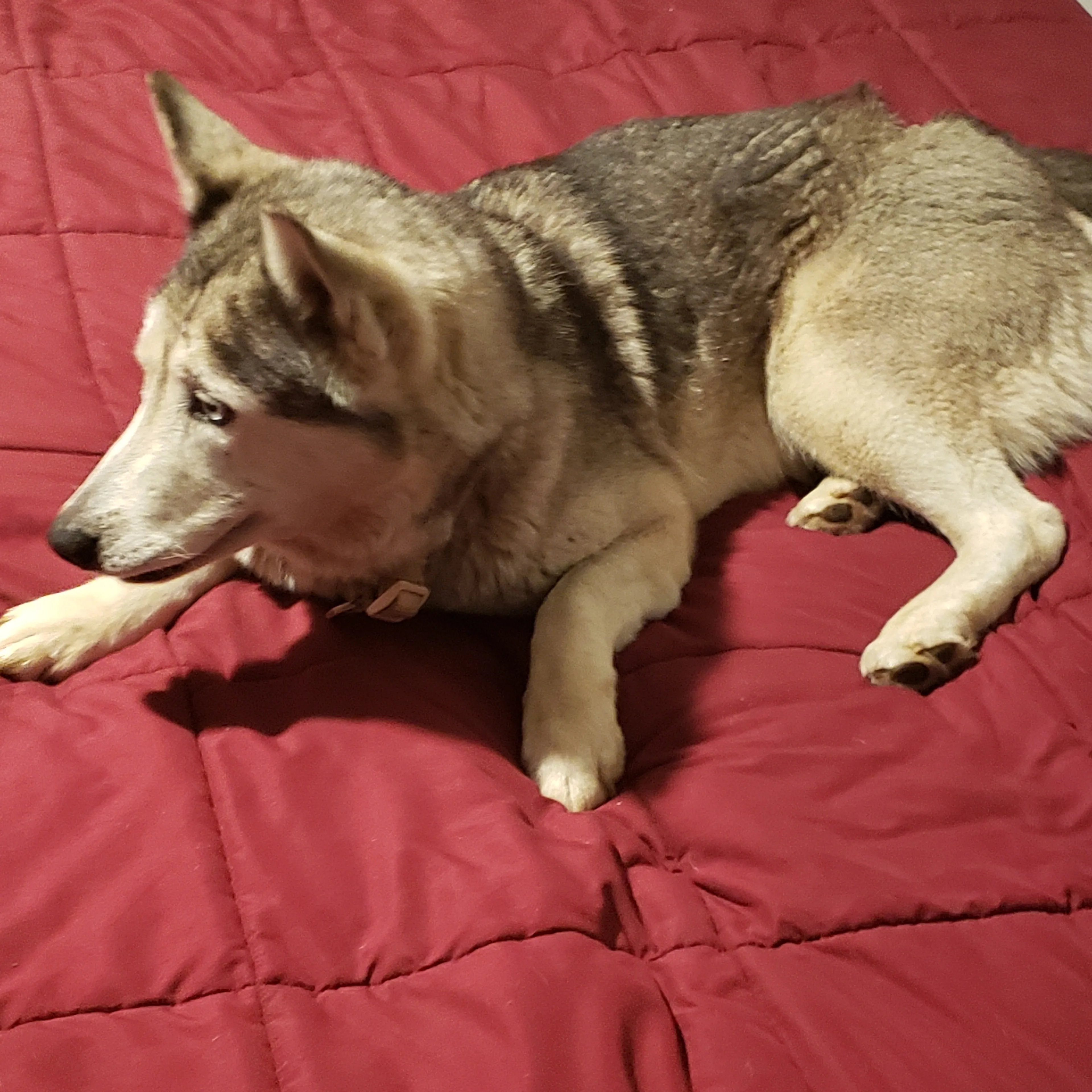 Found pet-1