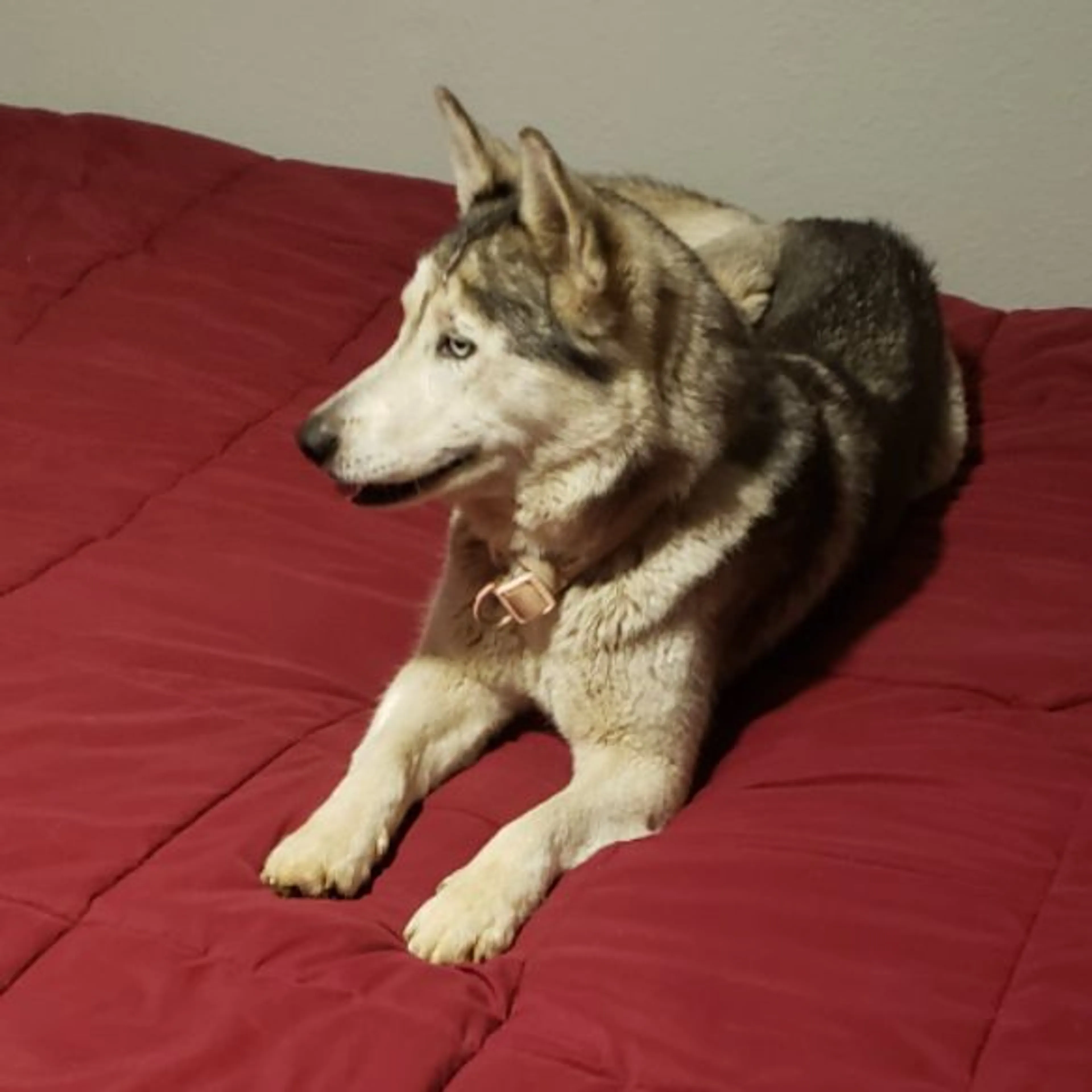 Found pet-0