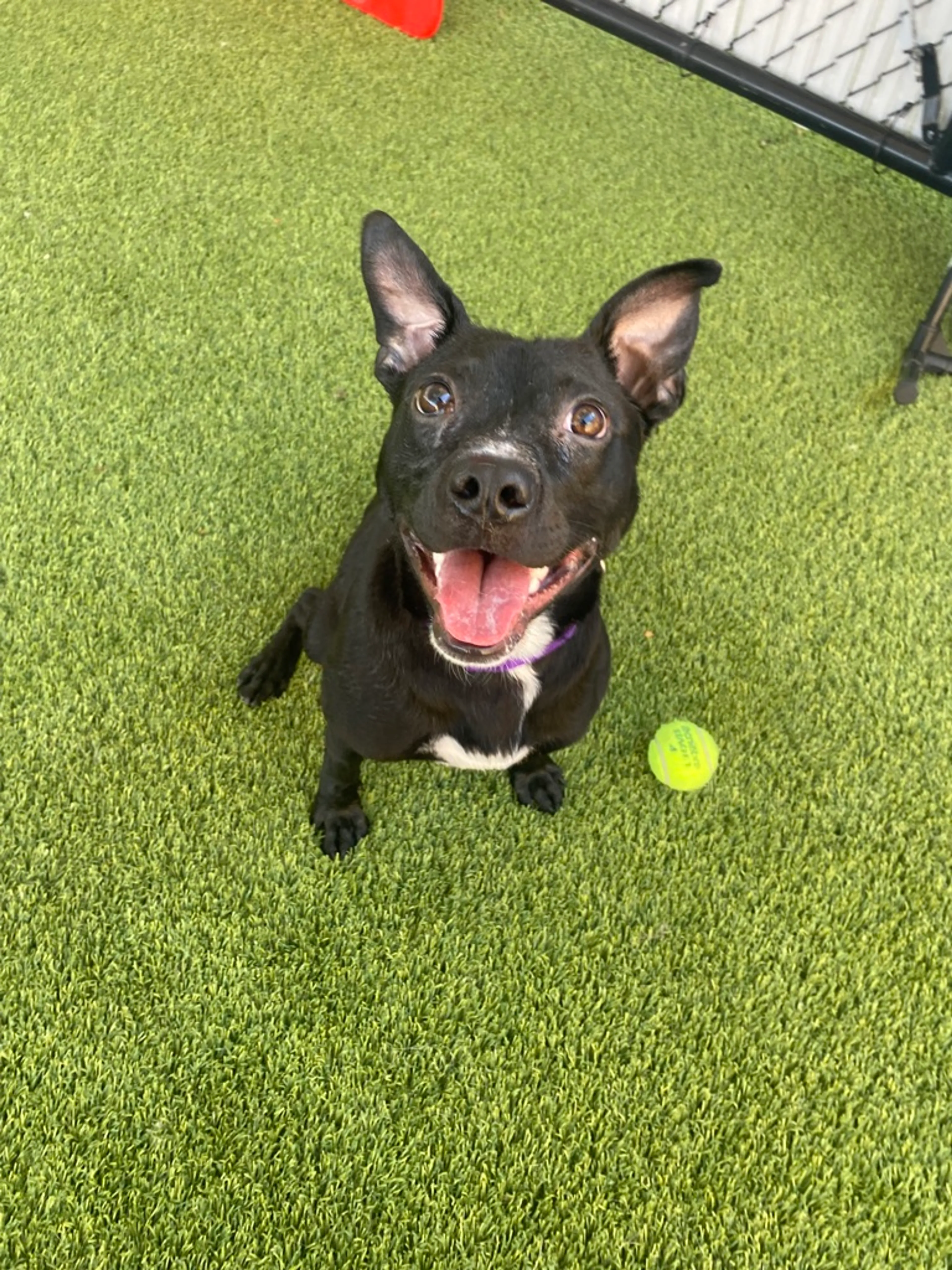 Found pet