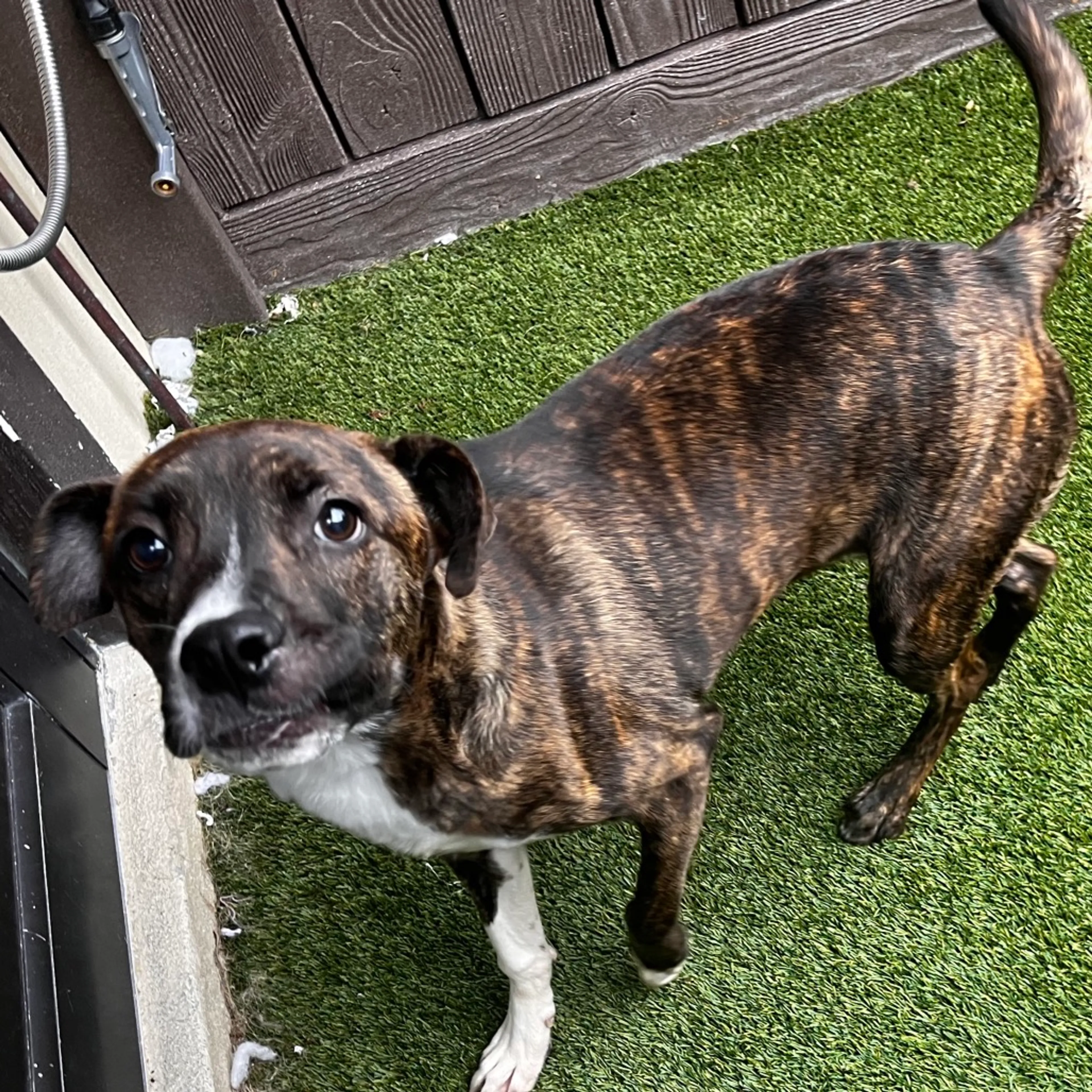 Found pet-1