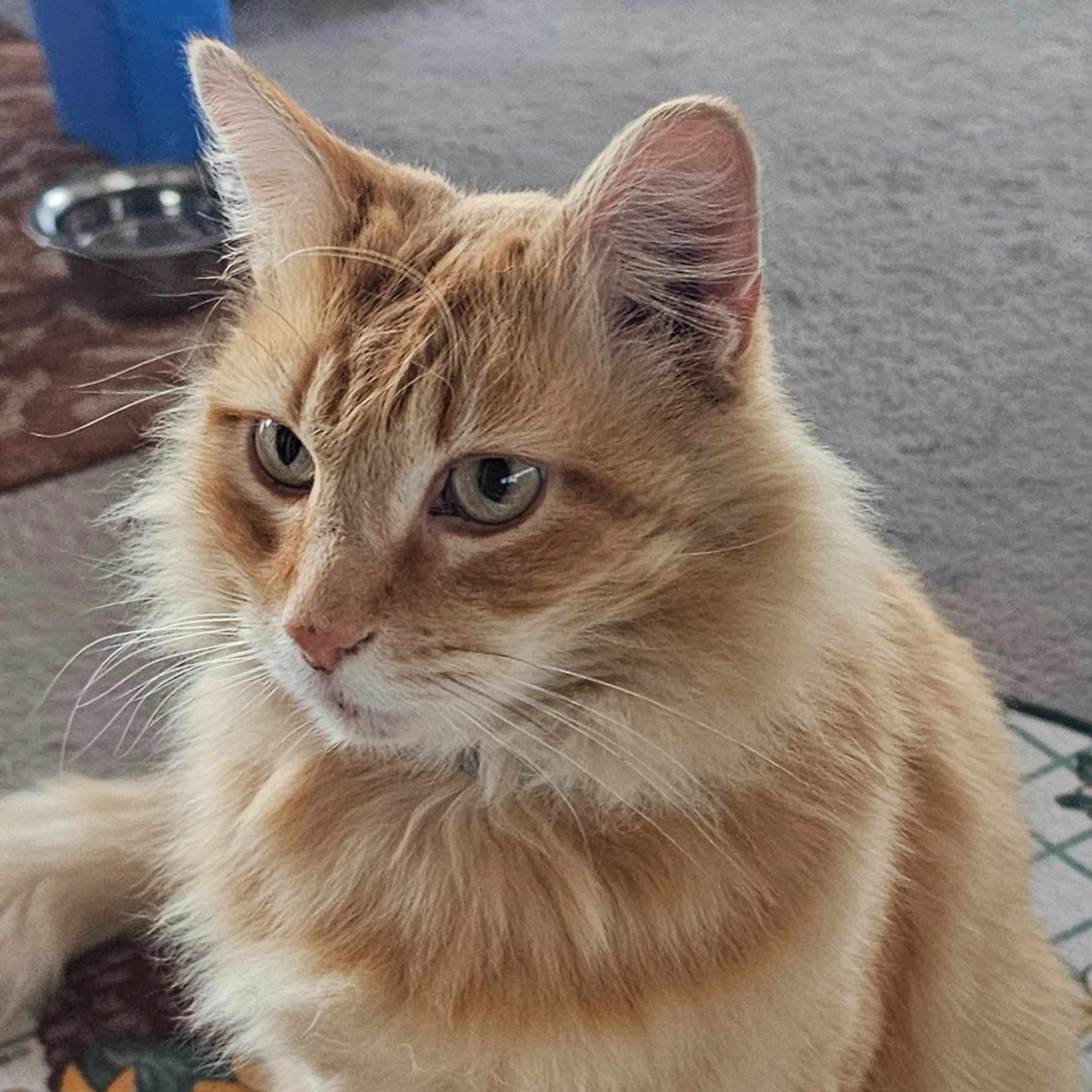 Lost pet-1