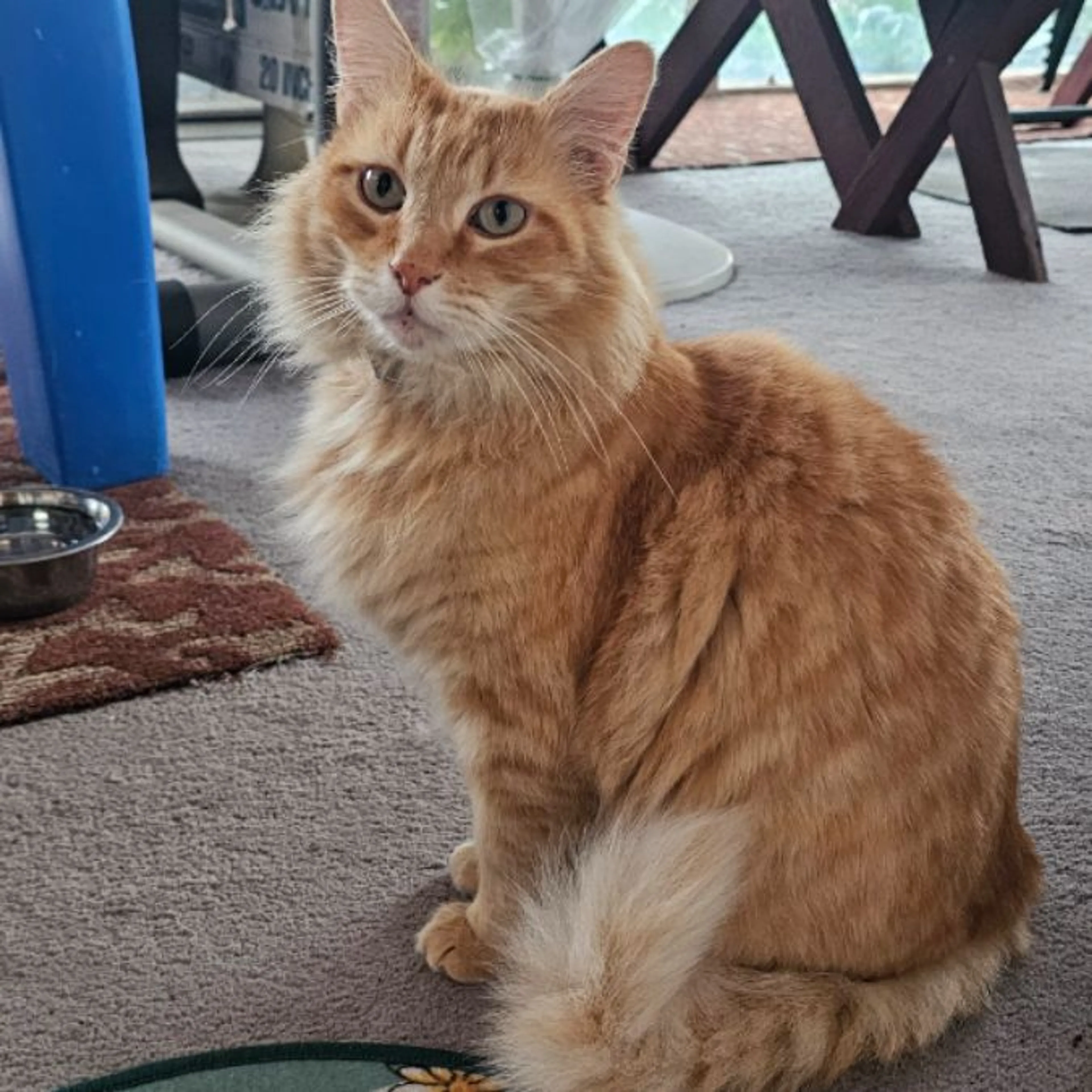 Lost pet-0