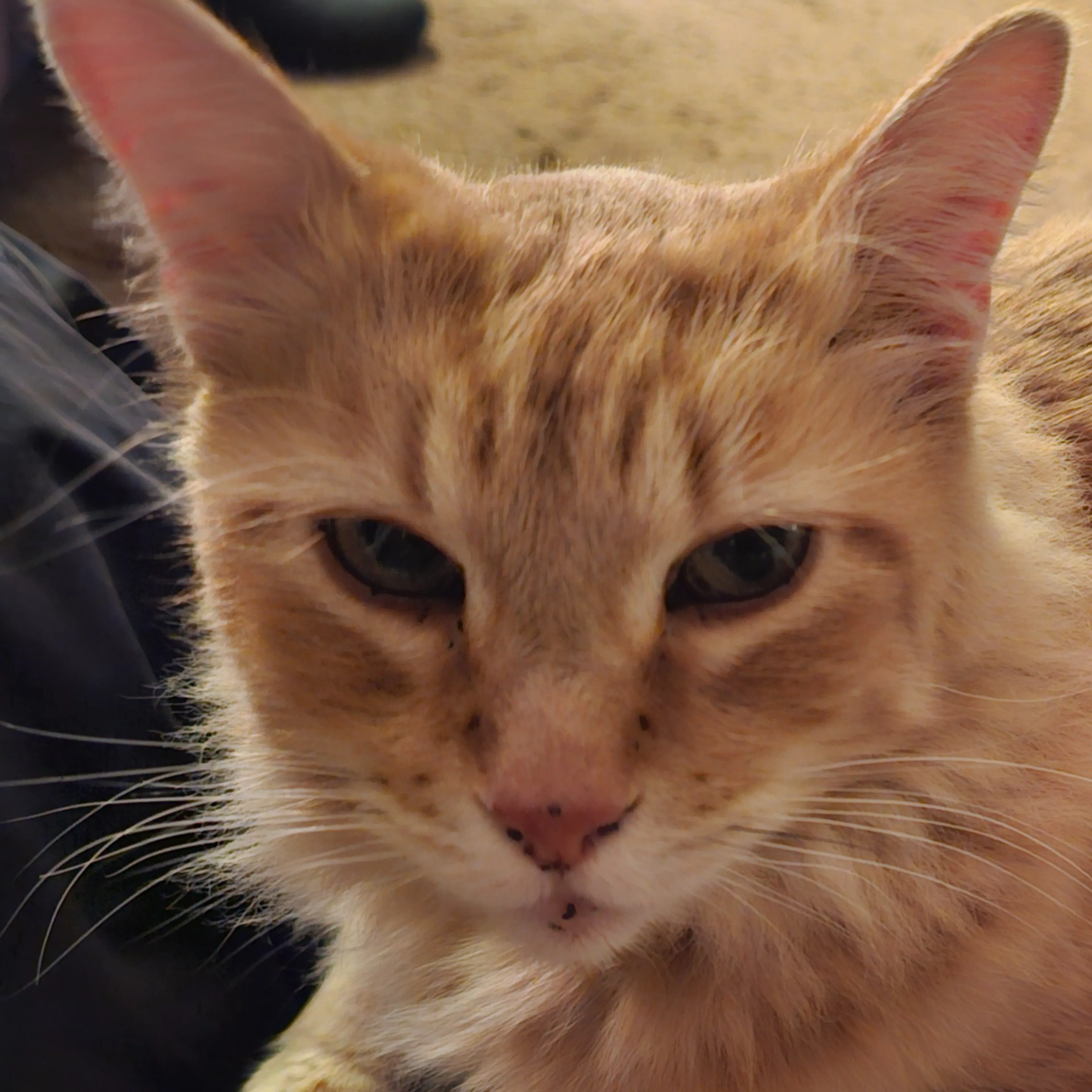 Lost pet-2
