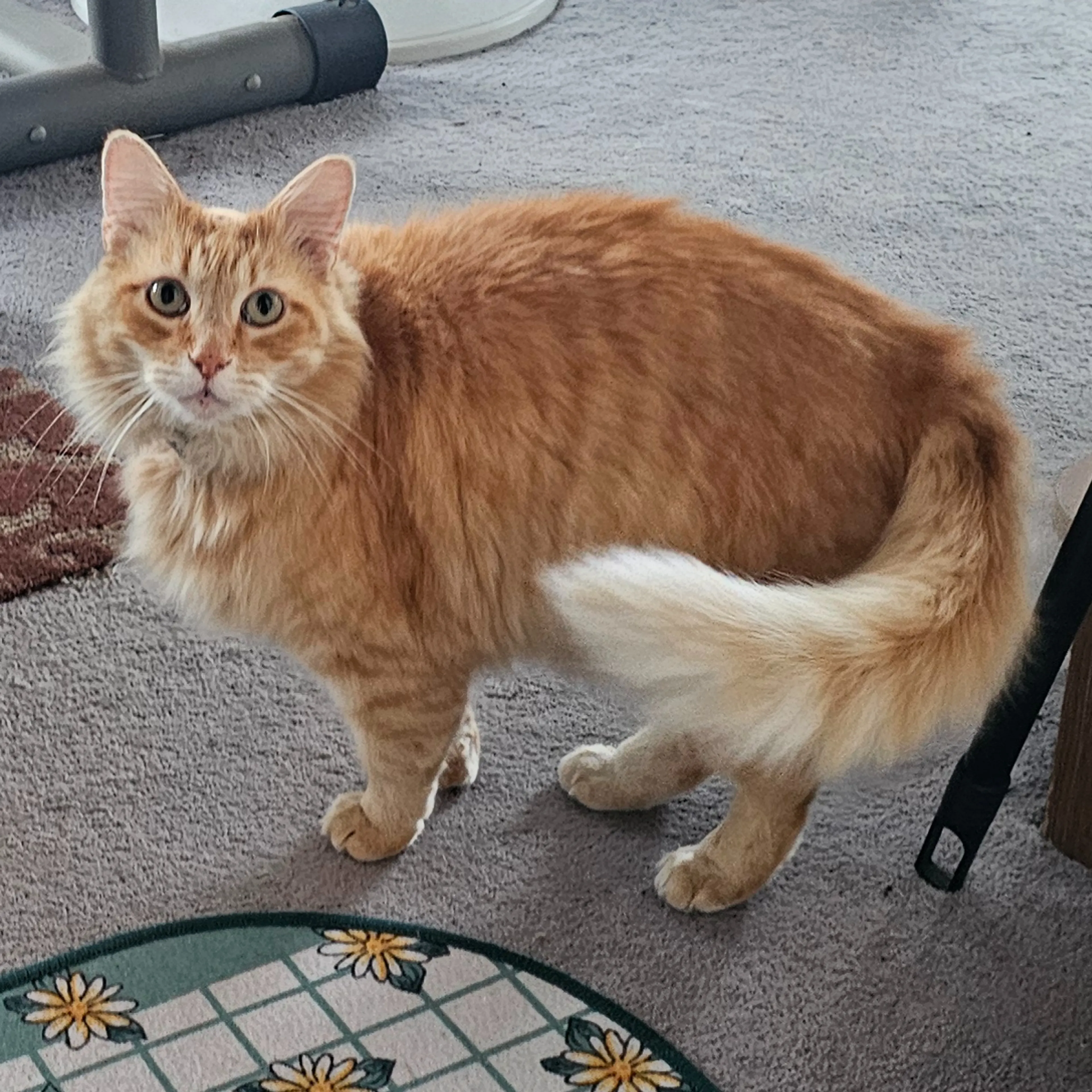 Lost pet-3