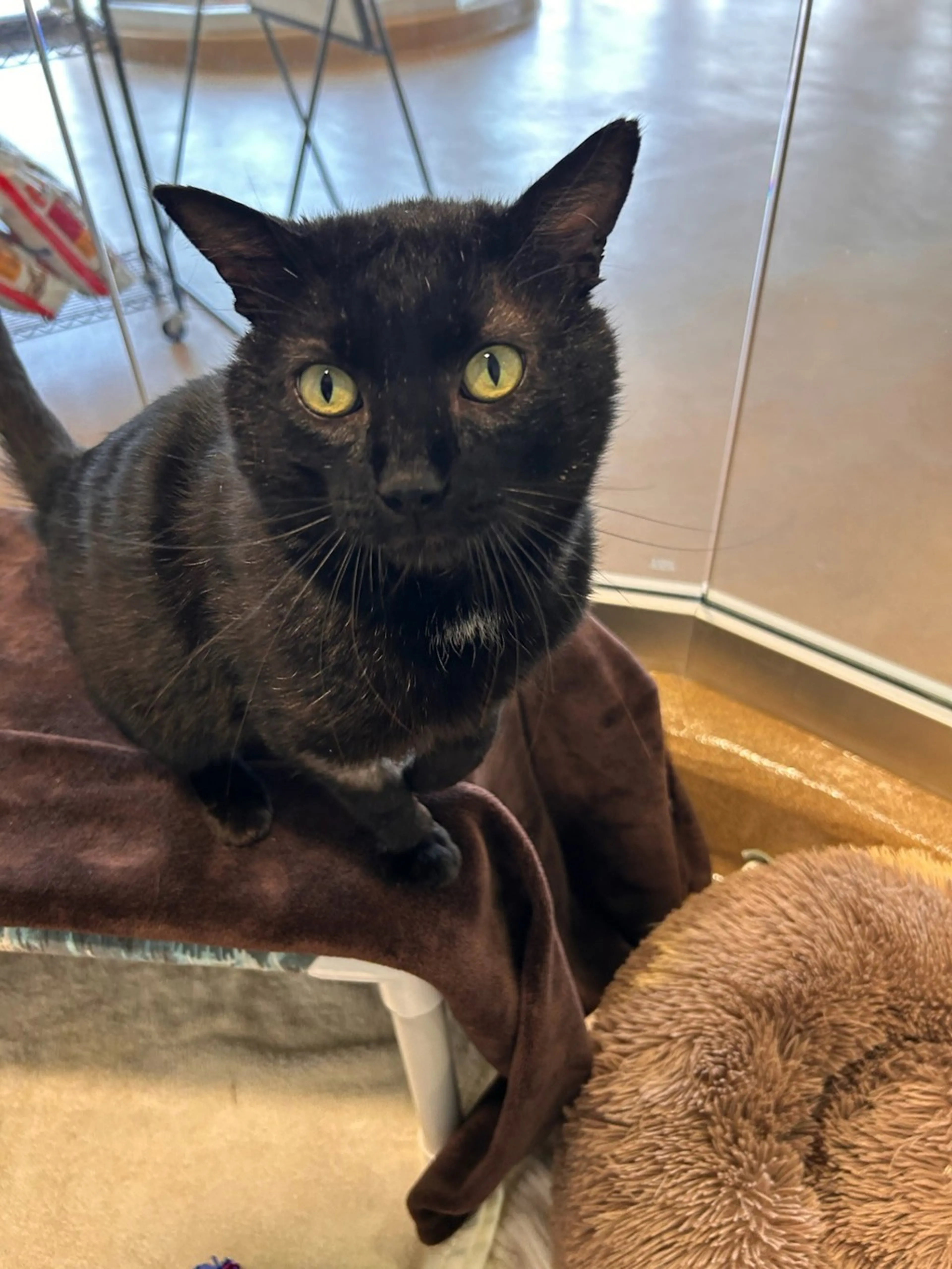 Found pet-5
