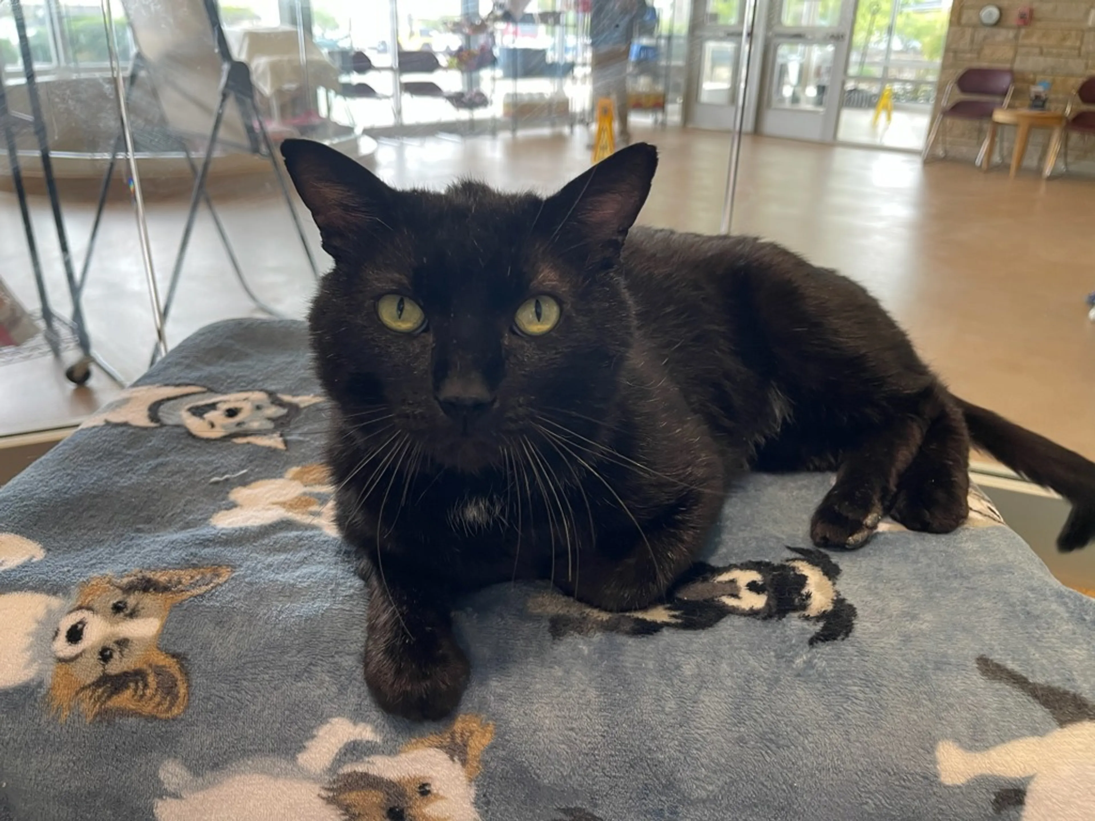 Found pet-3